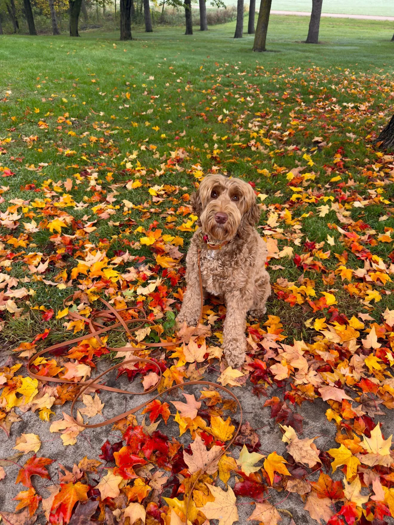 Finn using a Honey Brown Roam Long Line for recall training in fall leaves