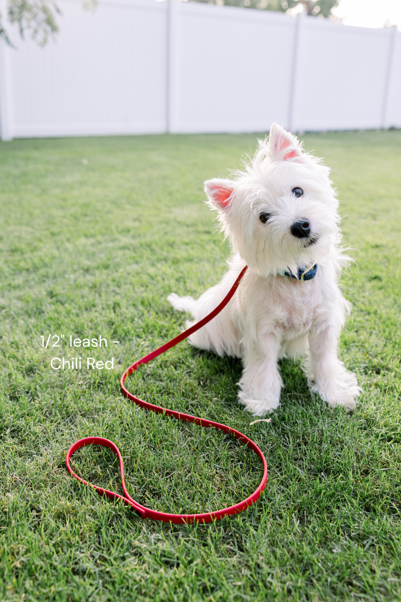 biothane-dog-leash-chili-red- wilson-sweet-lemon-design2.png