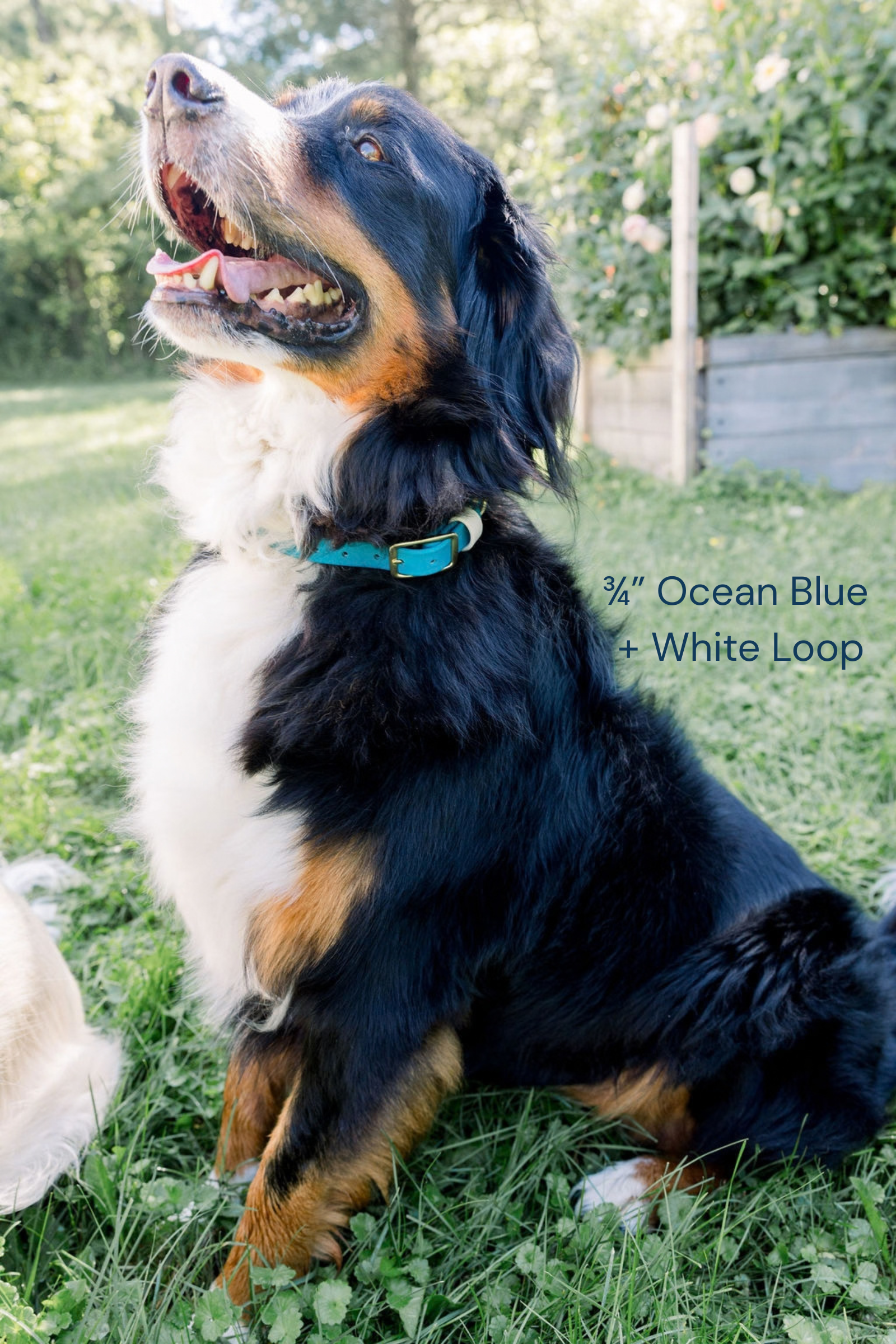 JJBruce Ocean White Loop Collar.png