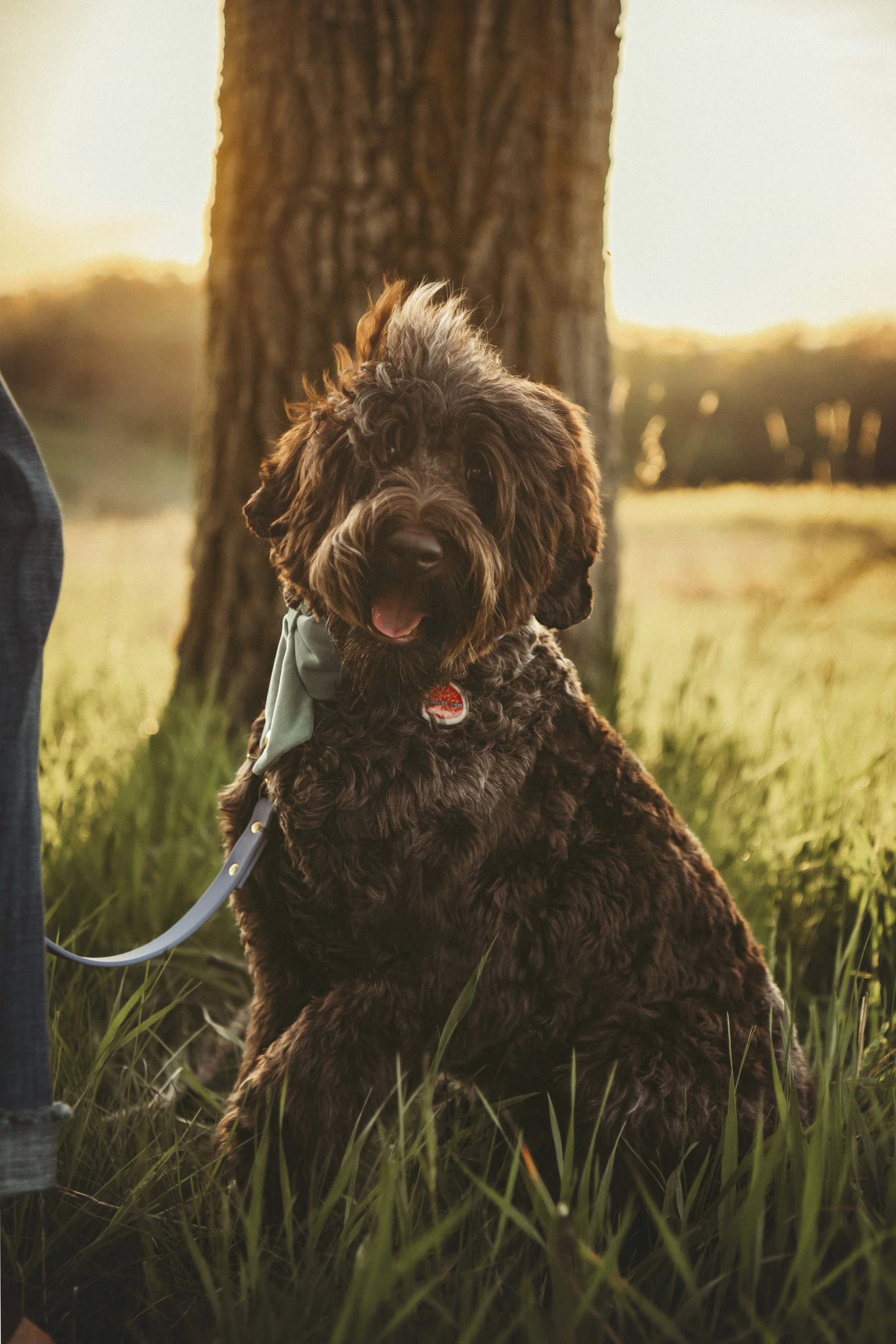 A brown curly-haired dog sitting outdoors near a tree at sunset, looking at the camera with tongue slightly out, on a leash.