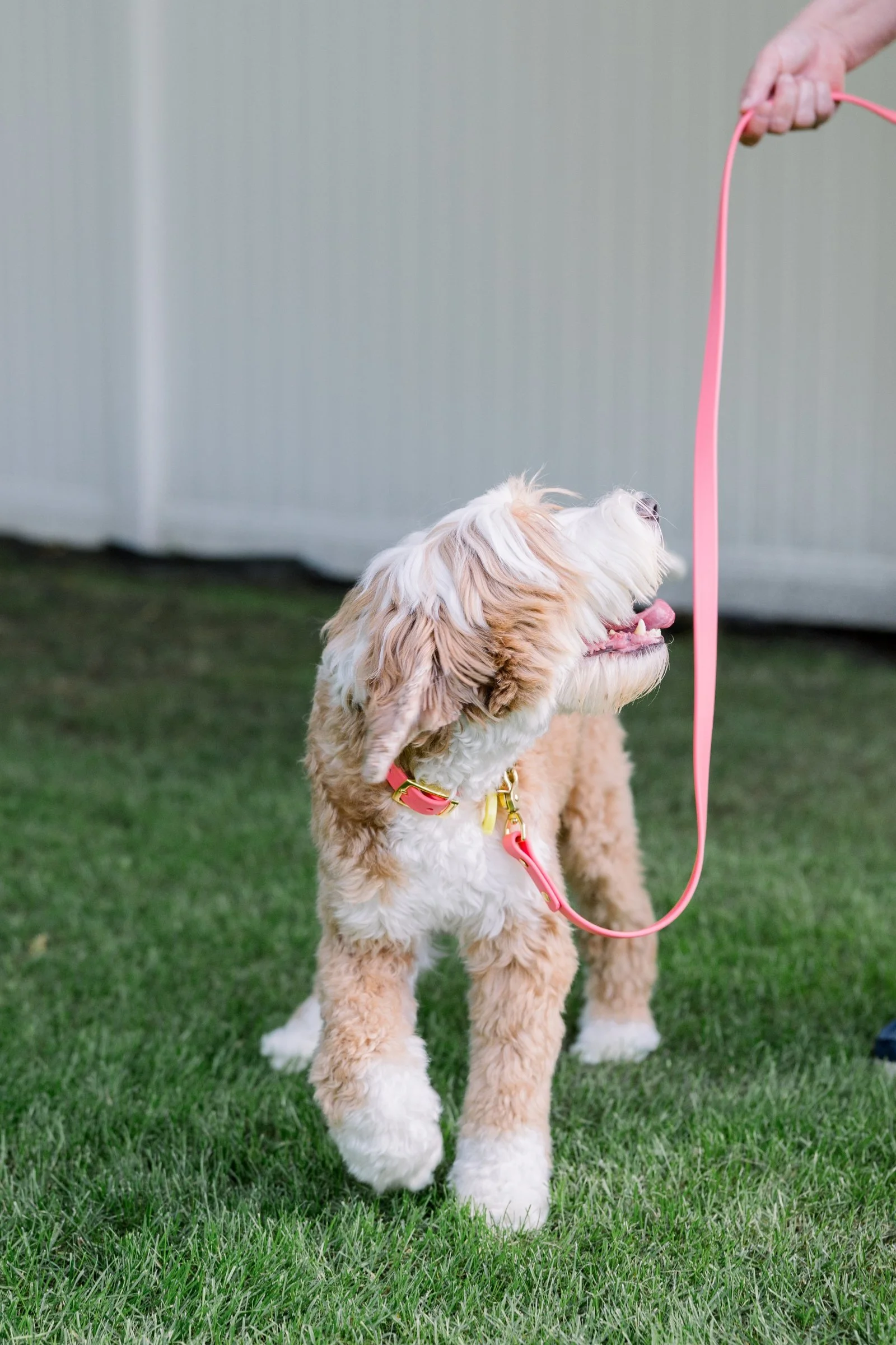 The Signature Leash