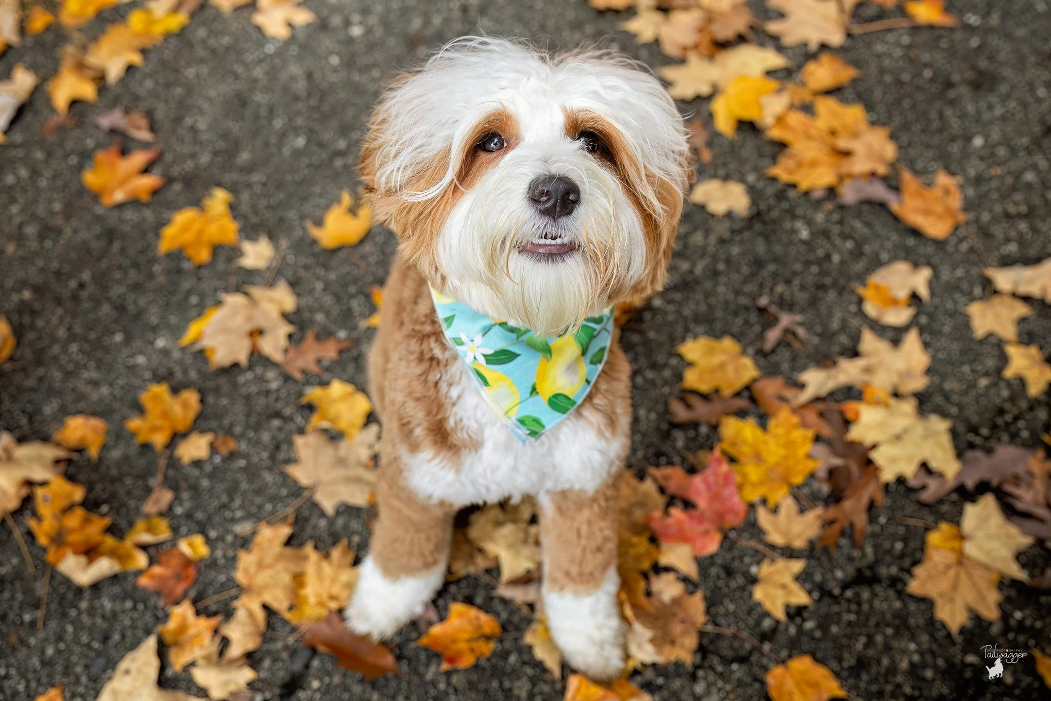 An adorable dog with long, curly, white and tan fur, sitting on a path surrounded by orange and yellow autumn leaves. The dog is wearing a bright bandana with a lemon pattern.