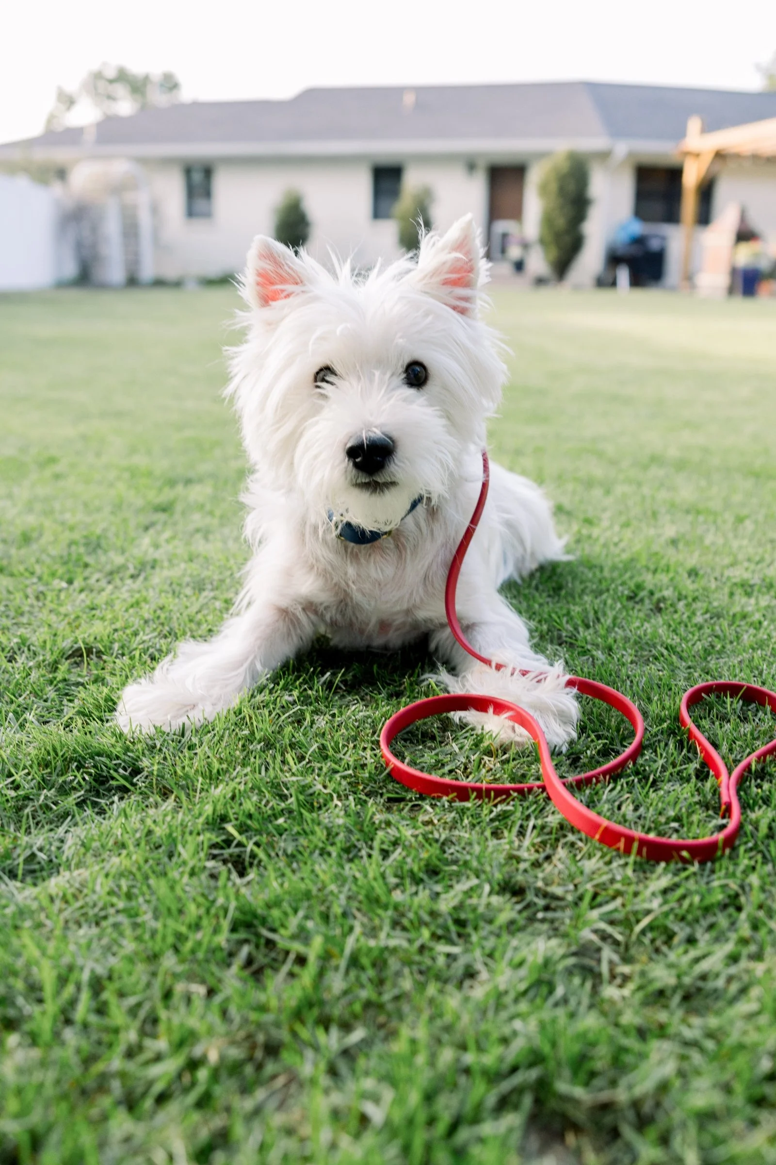 biothane-1_2_leash-chilired-blackhardware-sweet-lemon-design.jpg