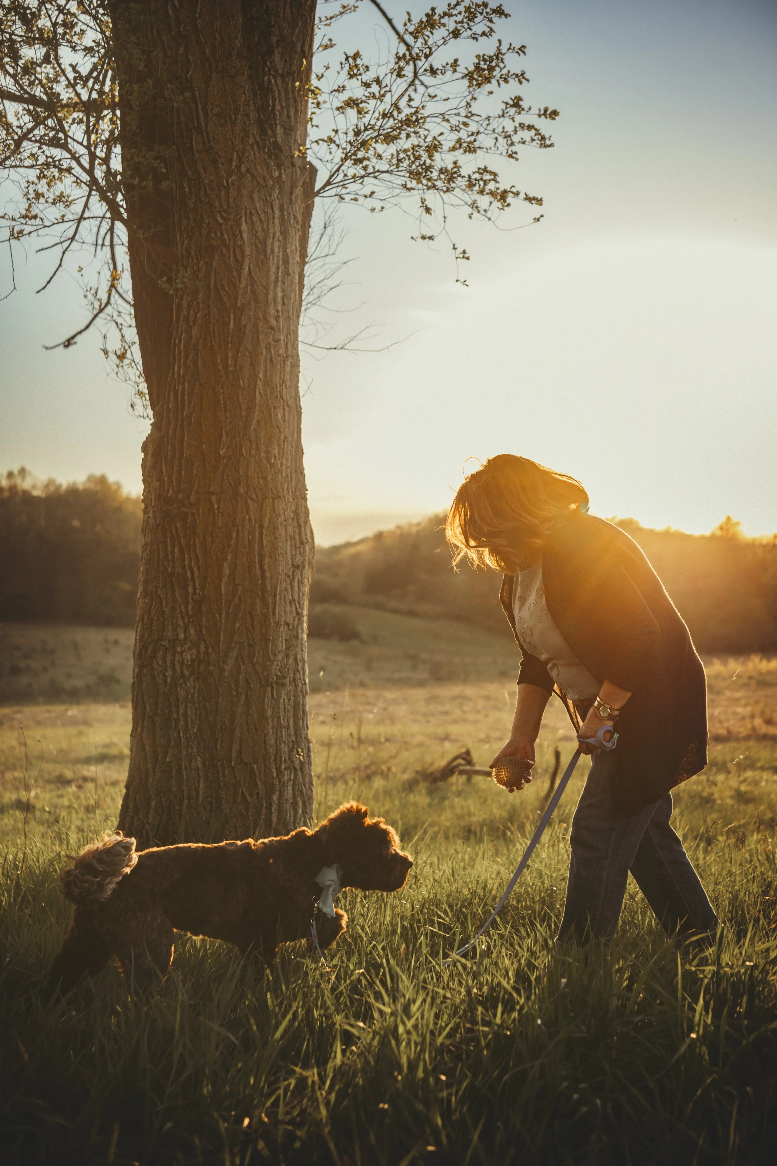 A woman walking her dog in a field during sunset, with the sun shining through her hair and a large tree nearby. The dog being trained using a The Signature Leash