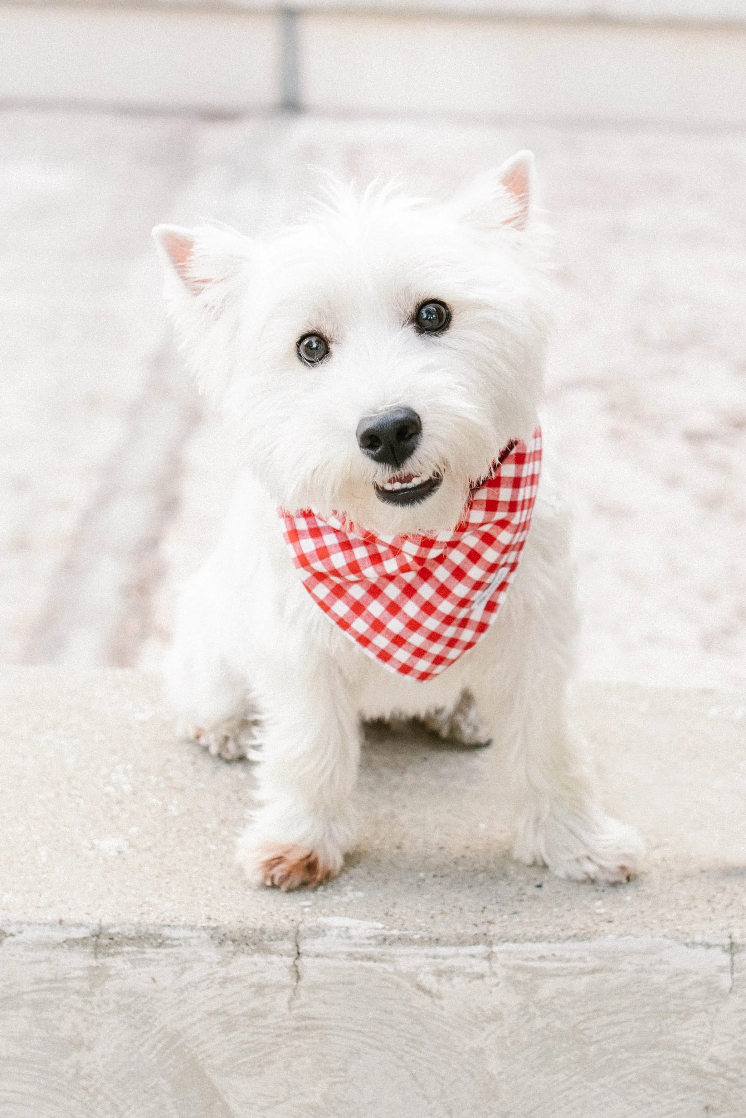Wilson the westie, with fluffy fur and a red checkered bandana around its neck, standing on a light-colored tiled floor.