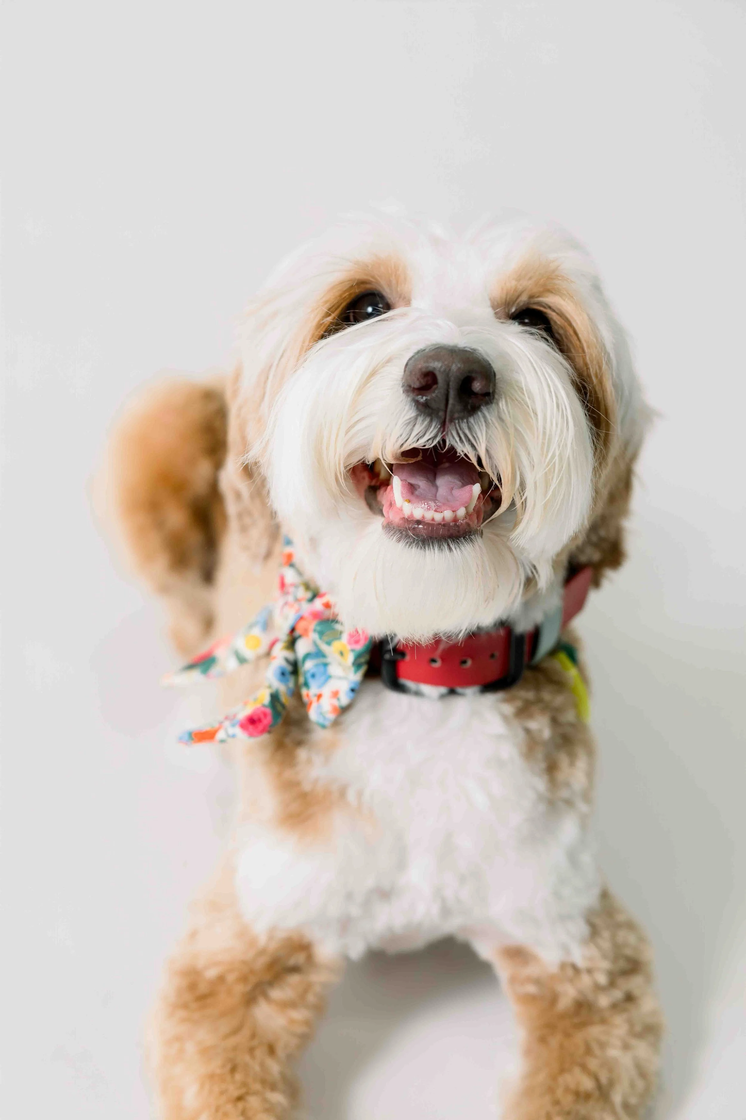 Close-up of a cheerful, fluffy dog with white and light brown fur, wearing a beautiful bow and a chili red signature collar, standing on a plain light background.