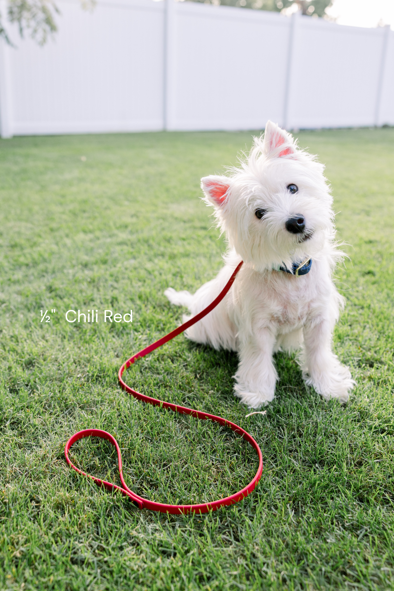 biothane-dog-leash-chili-red- wilson-sweet-lemon-design2.png