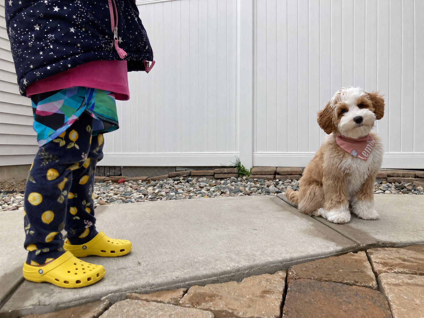 Little girl yellow crocs and labradoodle puppy