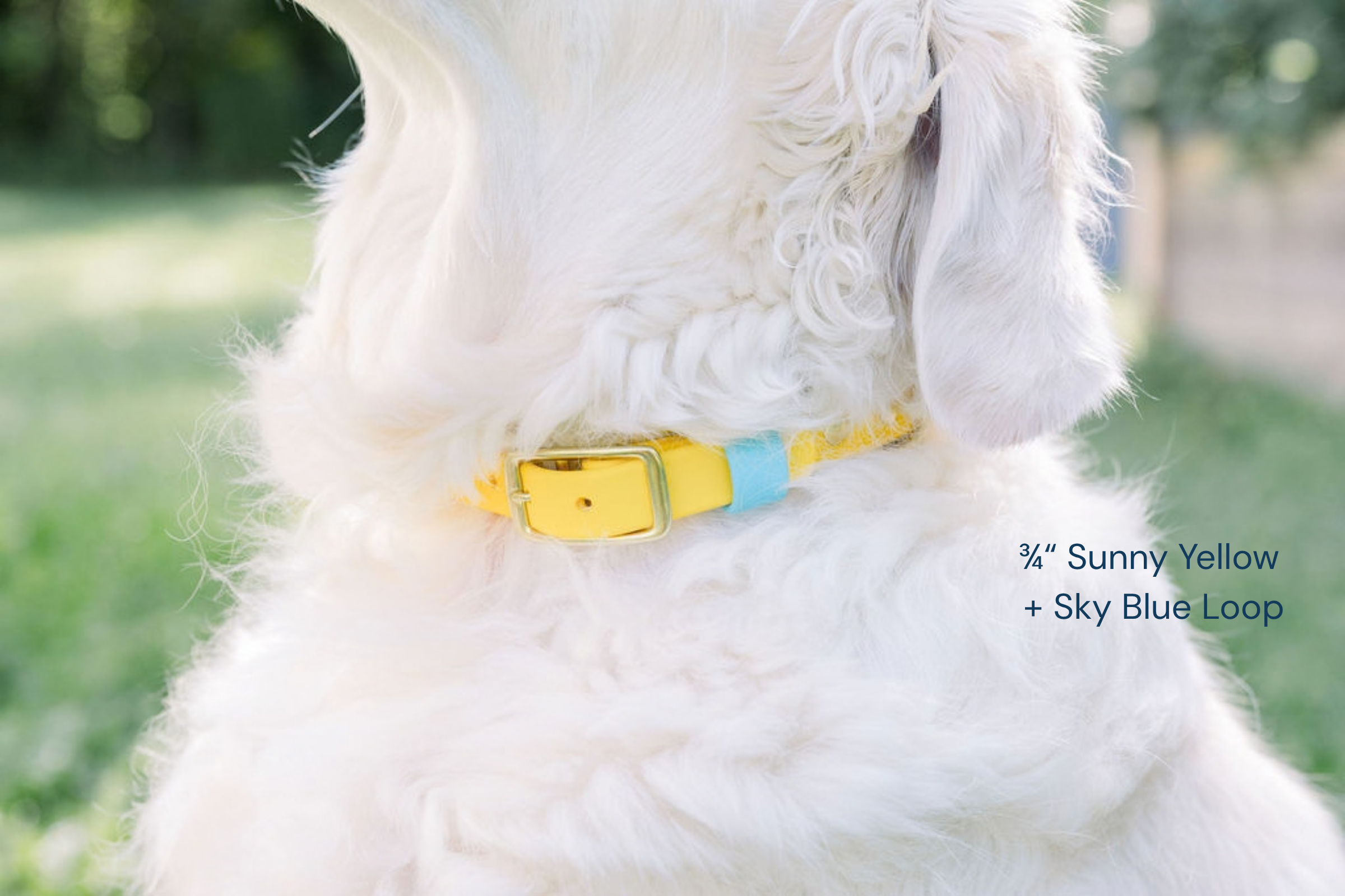 JJBruce SunnyYellow SkyBlue Collar.png
