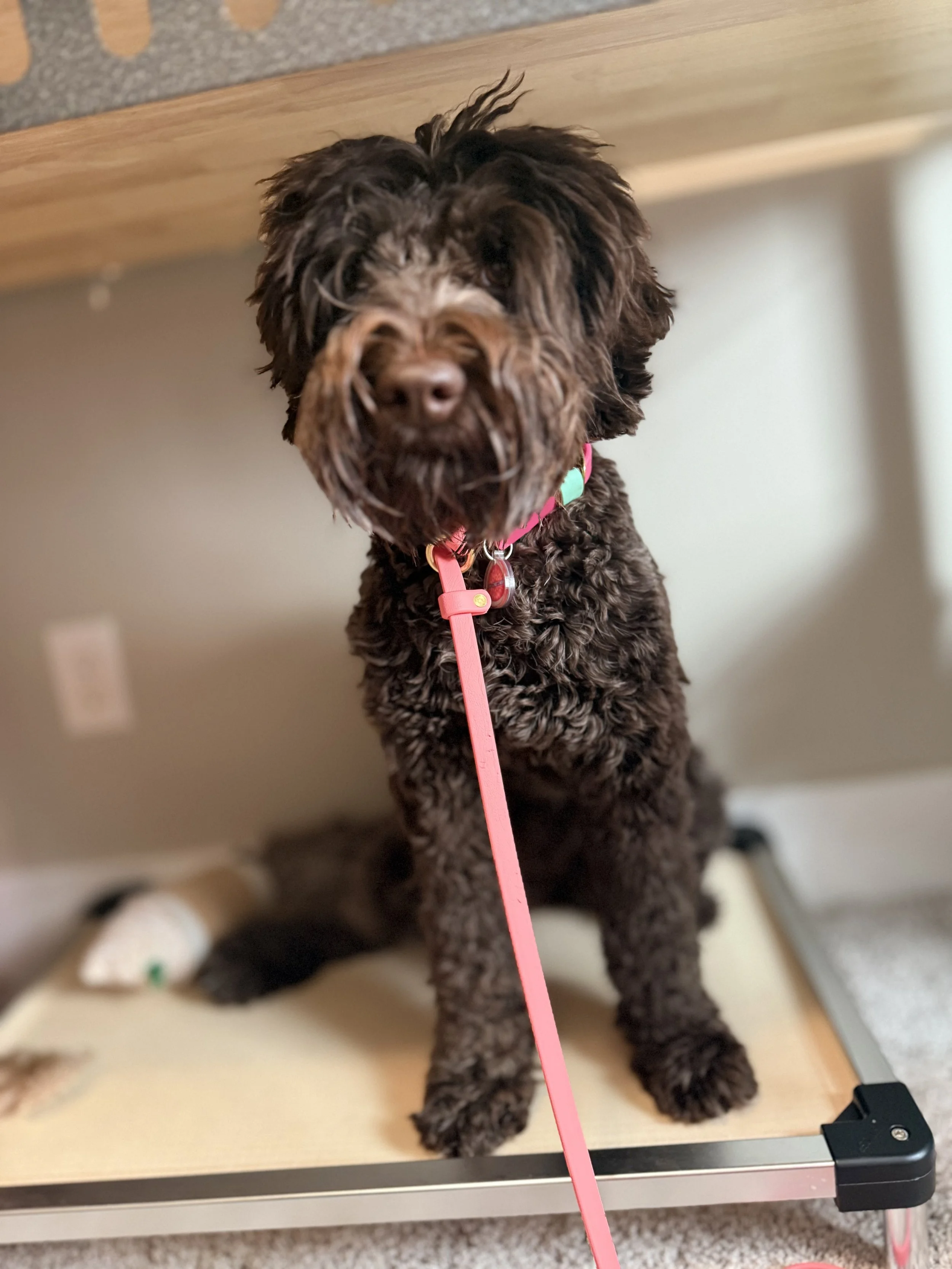 A fluffy brown puppy with a pink collar sitting on a grooming table, looking at the camera.