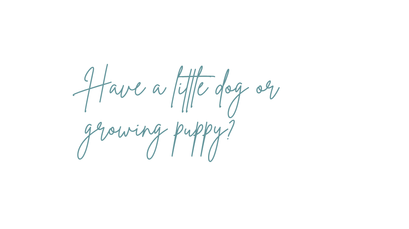 A black background with text that says, 'Have a little dog or growing puppy?' in cursive font.