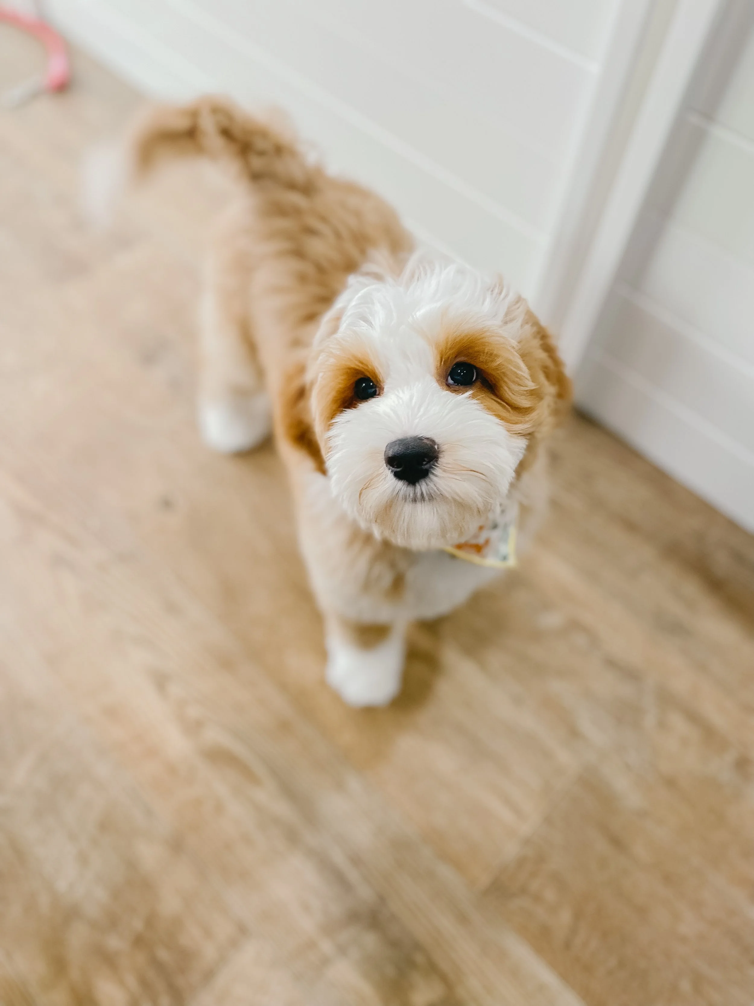 A cute puppy with light brown and white fur looking up at the camera, standing on a wooden floor near a white door.