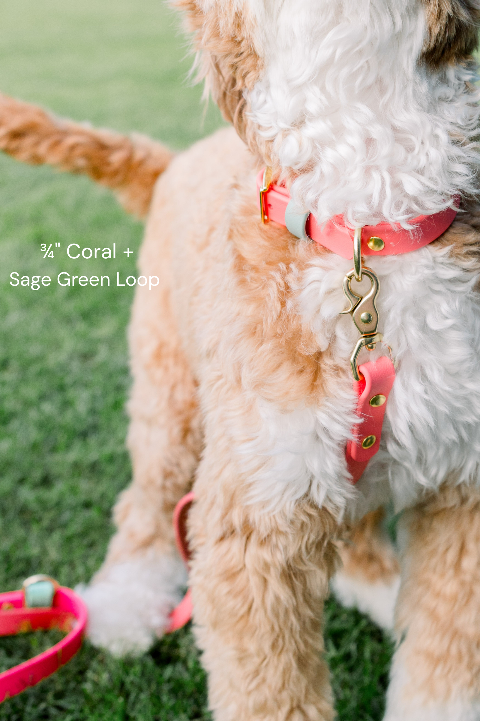 biothane-dog-collar-coral-mint-brass-sweet-lemon-design2.png