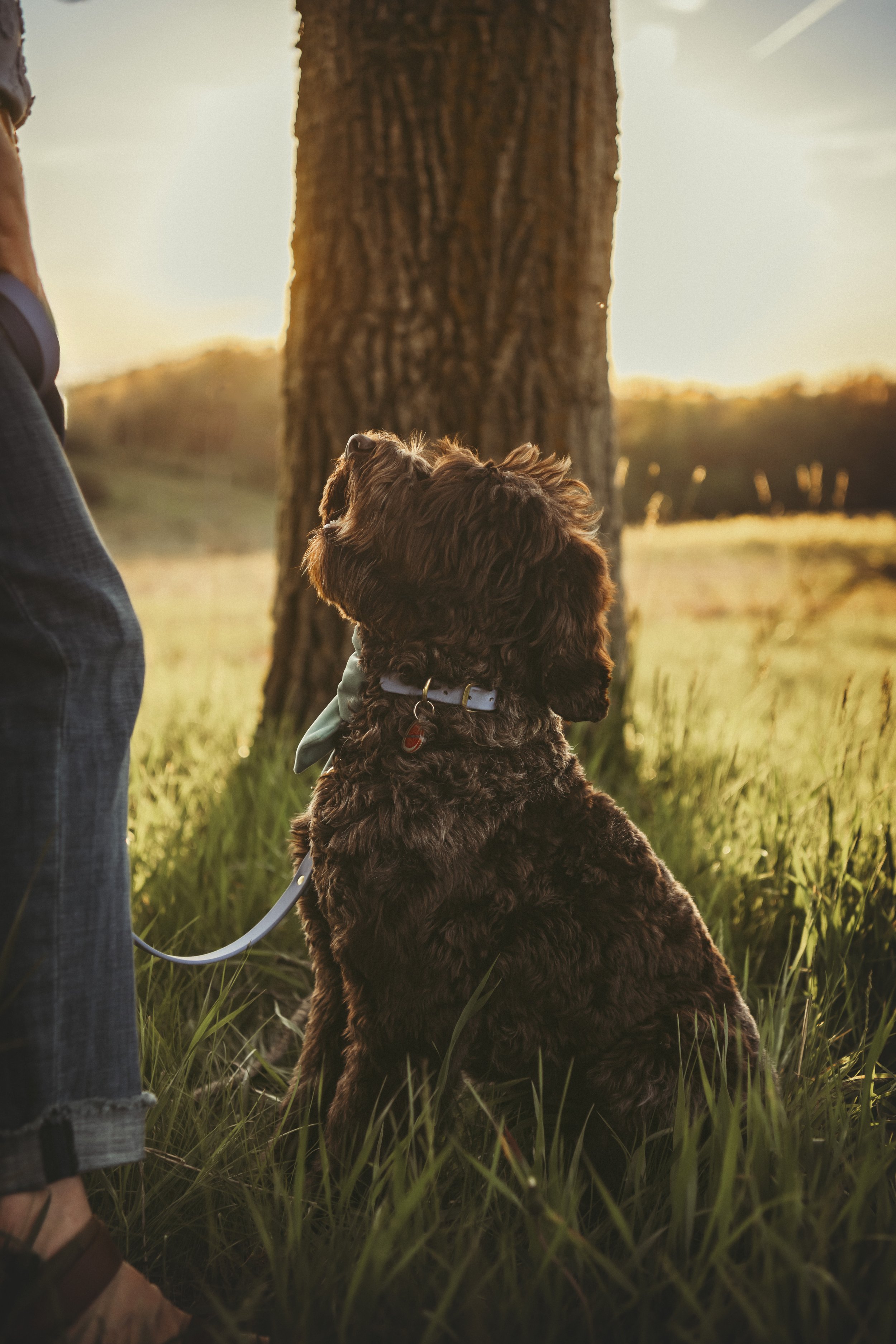 A chocolate roan labradoodle dog with a perwinkle Signature Buckle Collar sits on green grass, looking up at a person standing nearby.