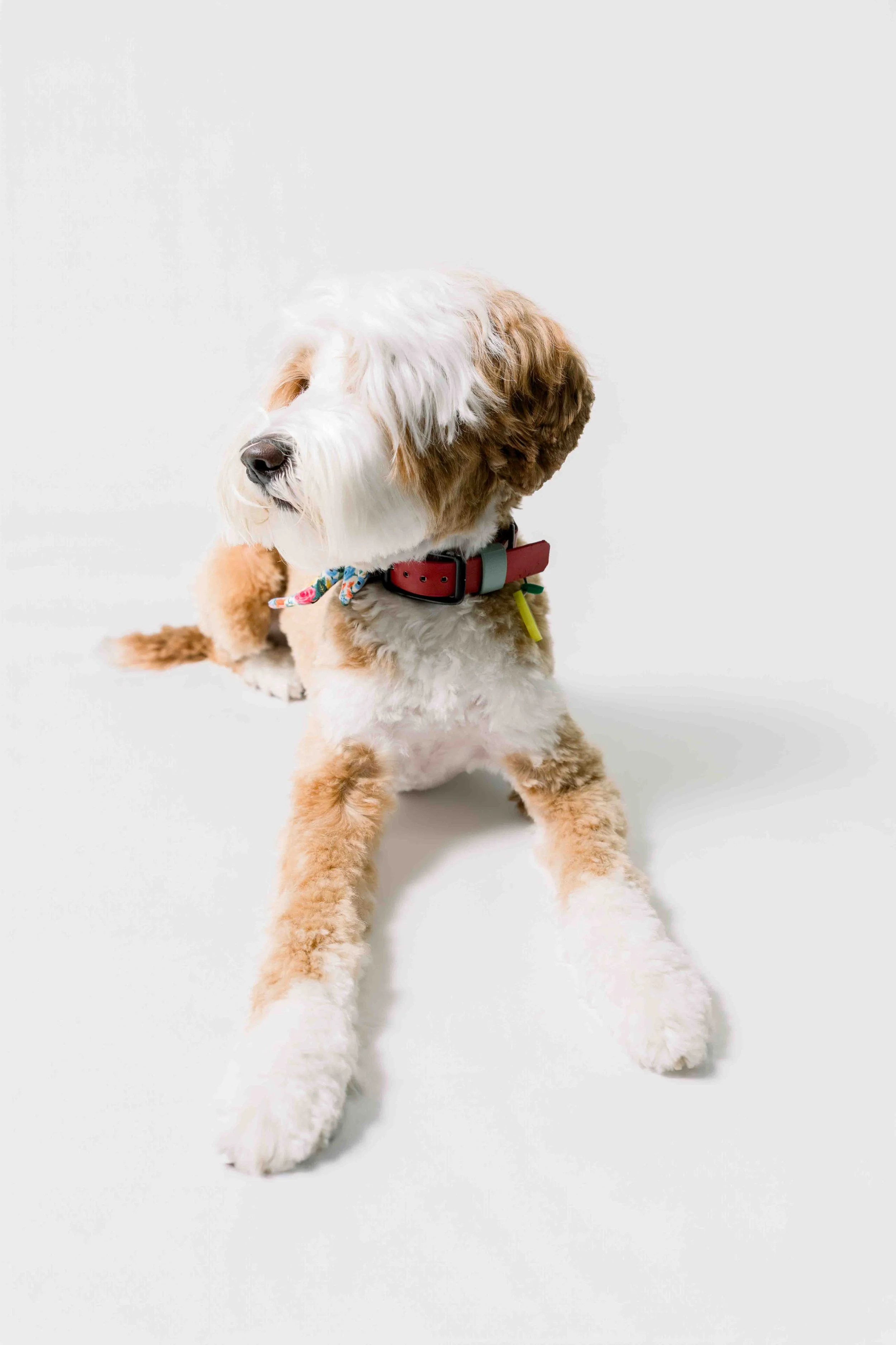 Lemon wearing Signature Buckle Collar in Chili Red and Sage Loop