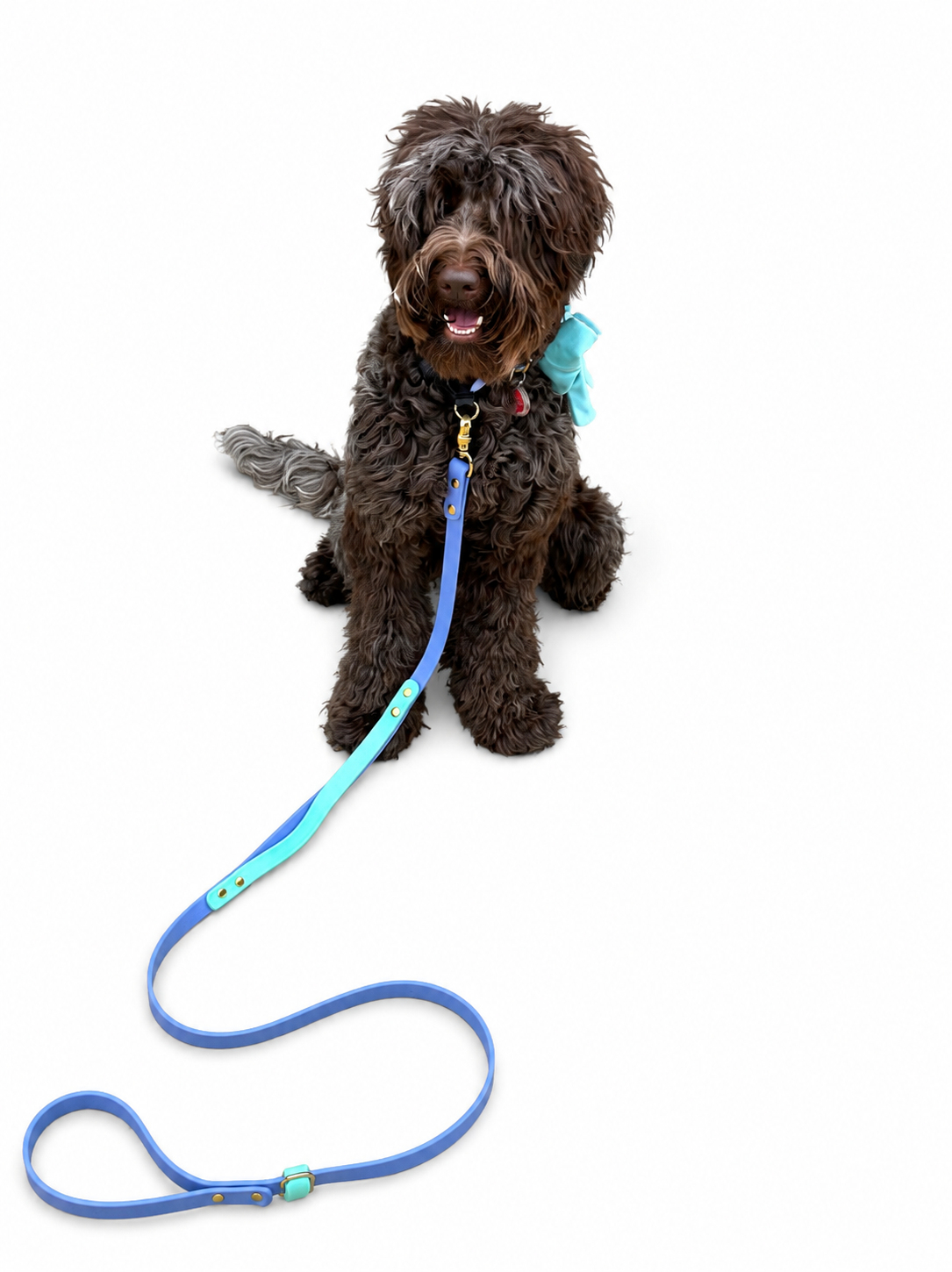 Australian Labradoodle with periwinkle mint biothane leash with gold hardware