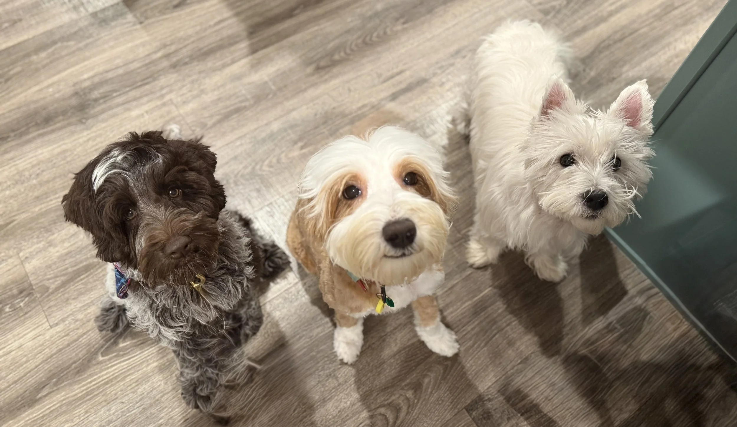 Three dogs looking up at the camera, standing on a wooden floor next to a green piece of furniture.