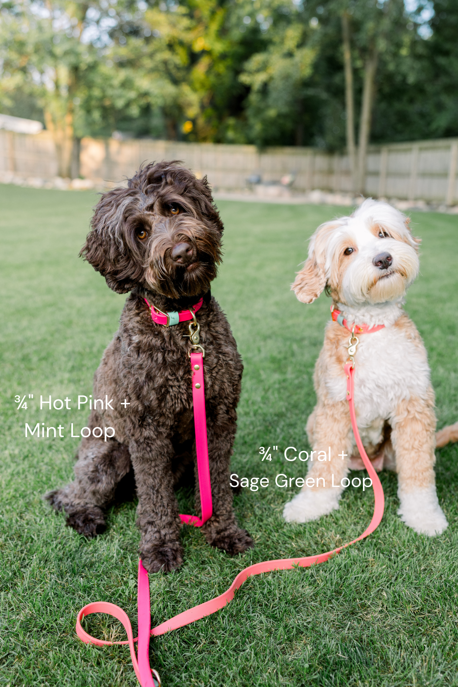biothane-dog-collar-coral-hotpink-brass-sweet-lemon-design2.png