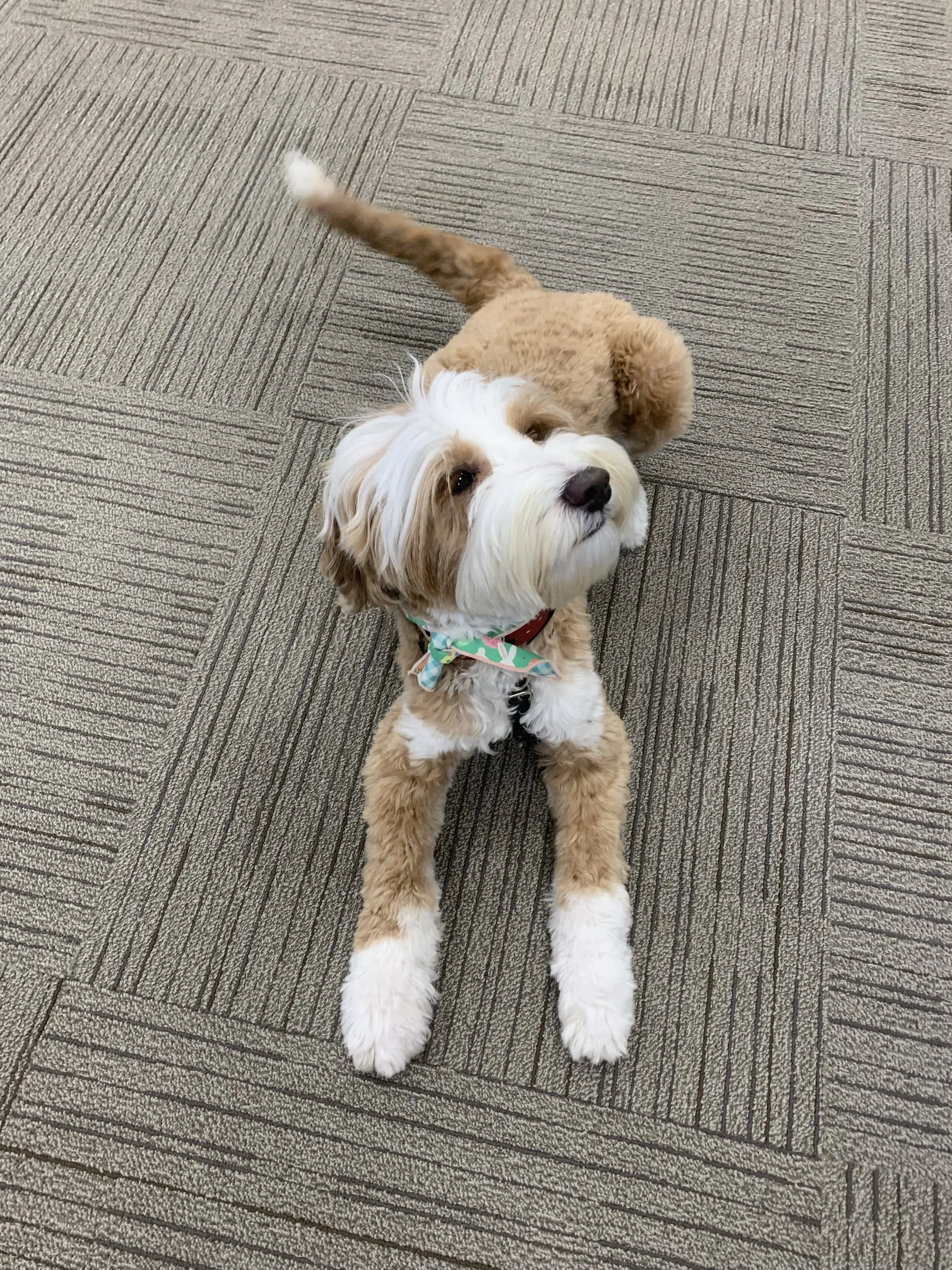 An Australian Labradoodle dog, lying down on a textured gray carpeted floor. The dog is looking up with dark eyes and has a colorful bandana around its neck. The dog is waiting for treats.