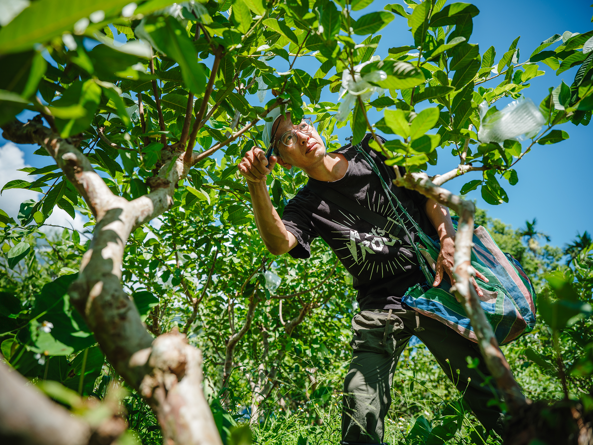 ex_hualien plants color_2023_discover_guava_ (4)ddd.png