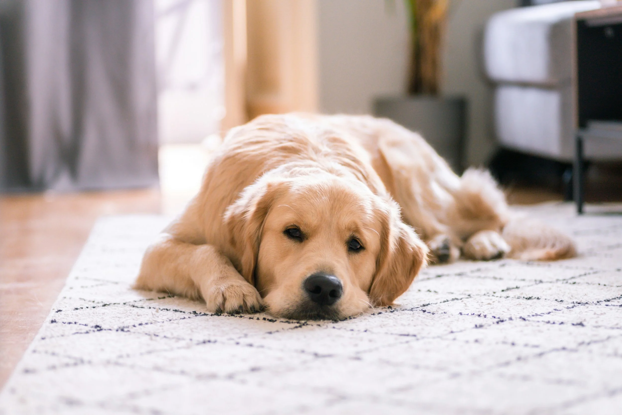 Golden retriever lying on a patterned rug in a cozy living room setting.