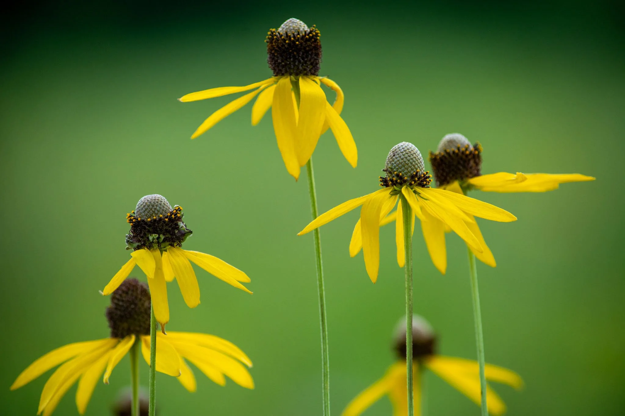HaydenPatterson_July_BurlingtonPrairie_1.jpg