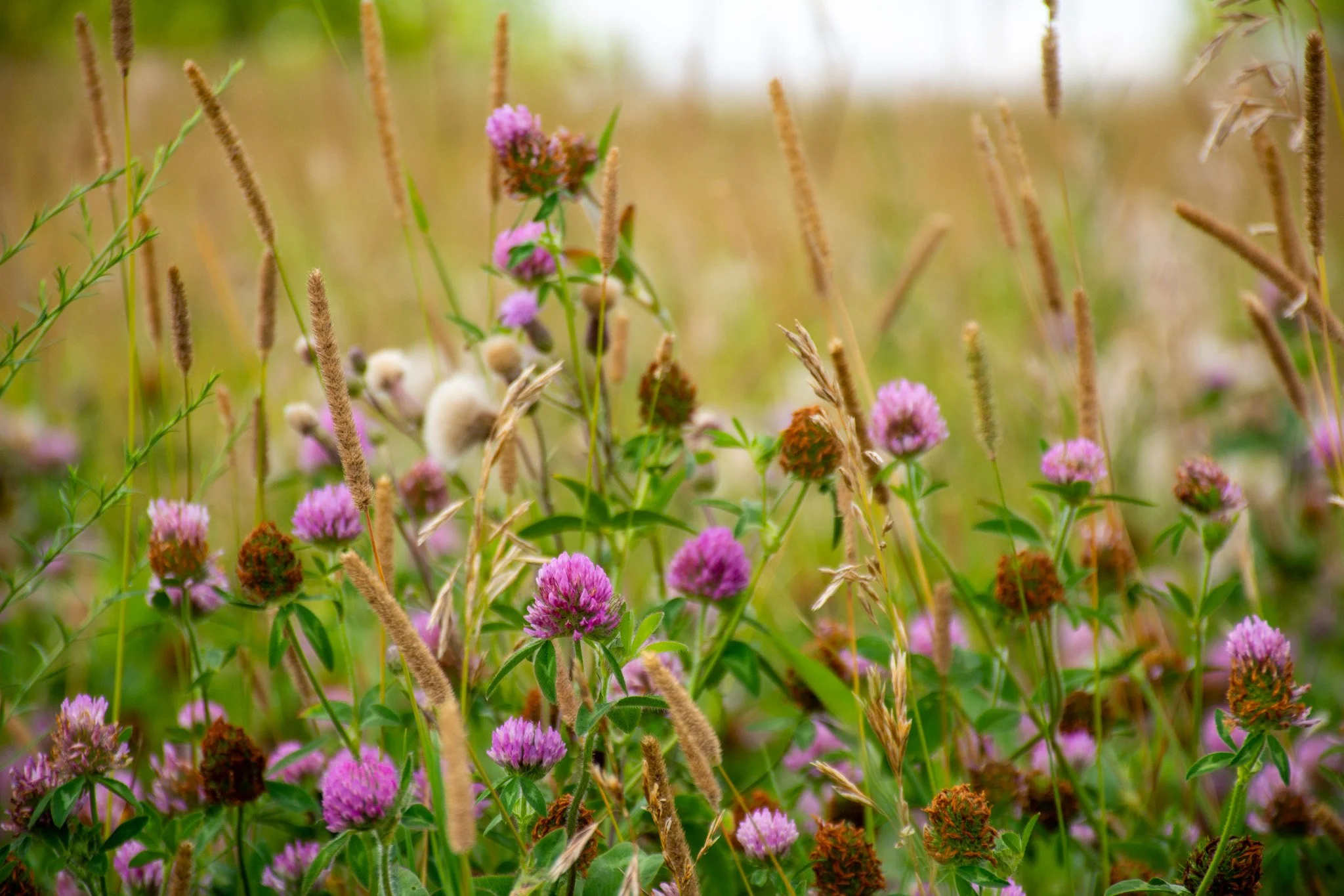 HaydenPatterson_July_BurlingtonPrairie_2.jpg