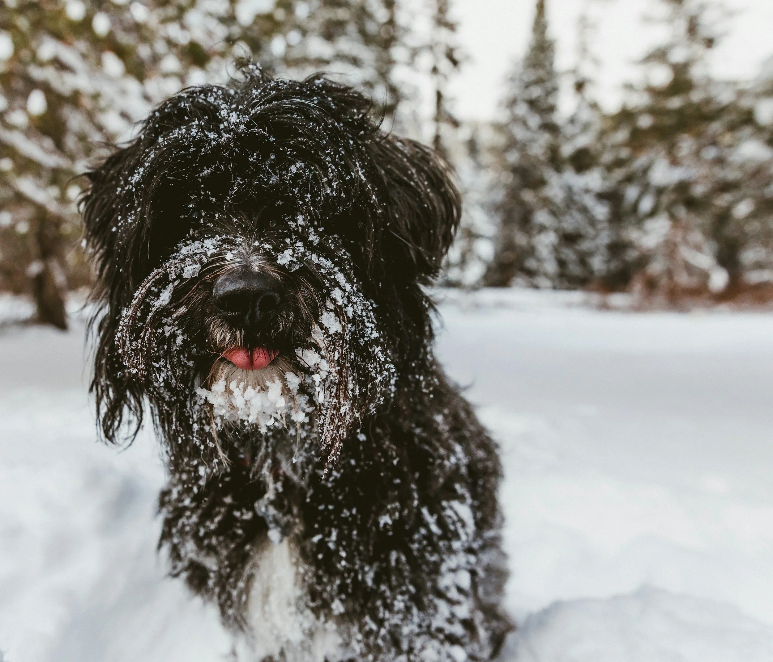 terrier breed mix in snow