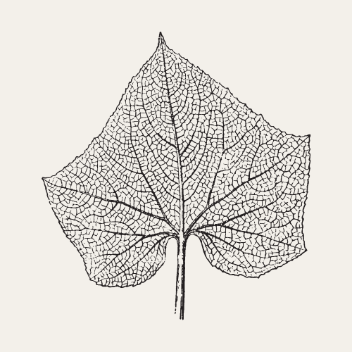 grounded grimoire logo leaf icon