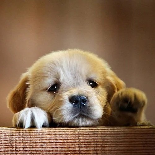 HD-wallpaper-cute-puppy-cute-cutest-look-retriever-golden-sad-puppy.jpg