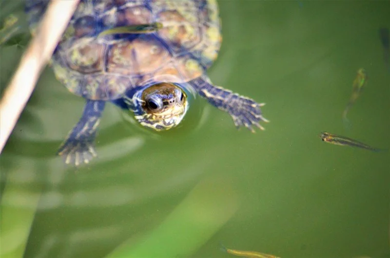 Turtle lake