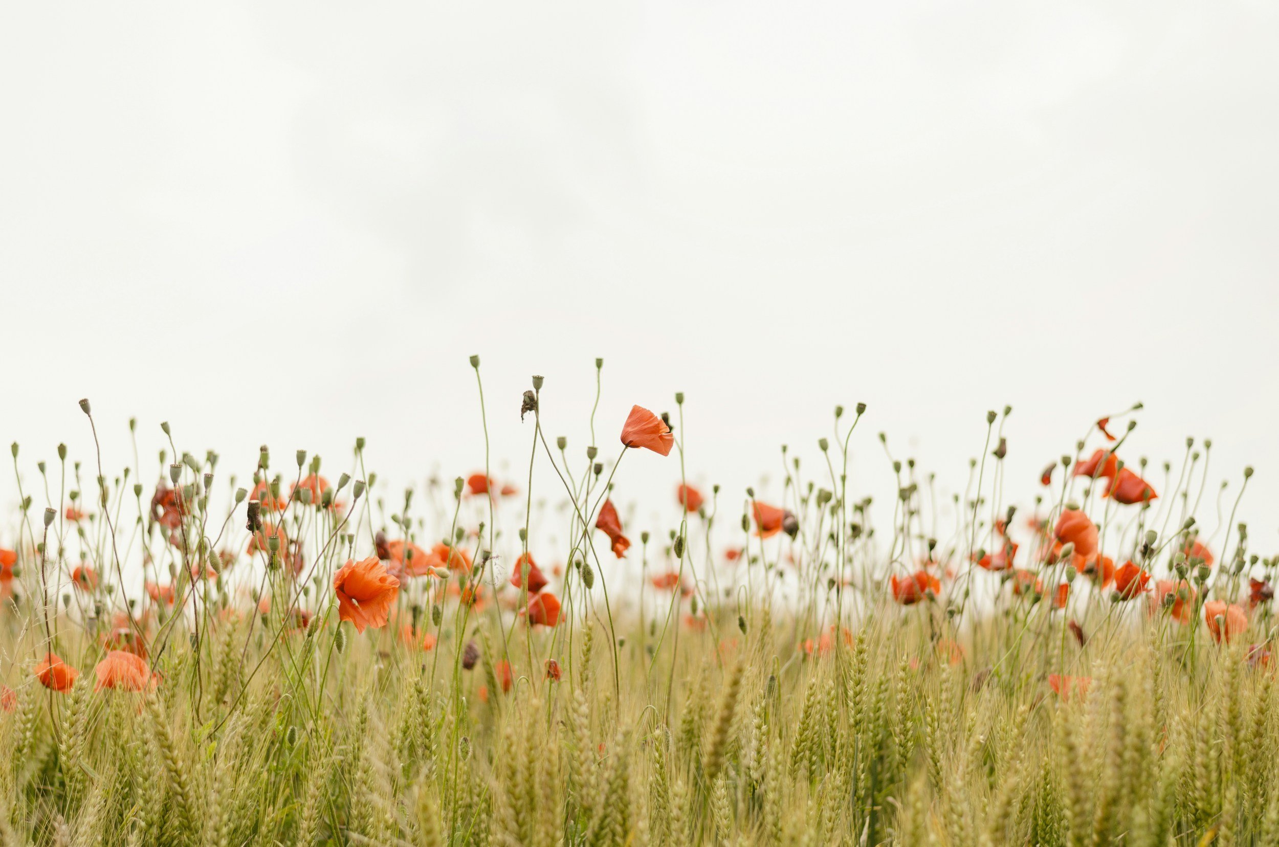 A Prescription for Nature