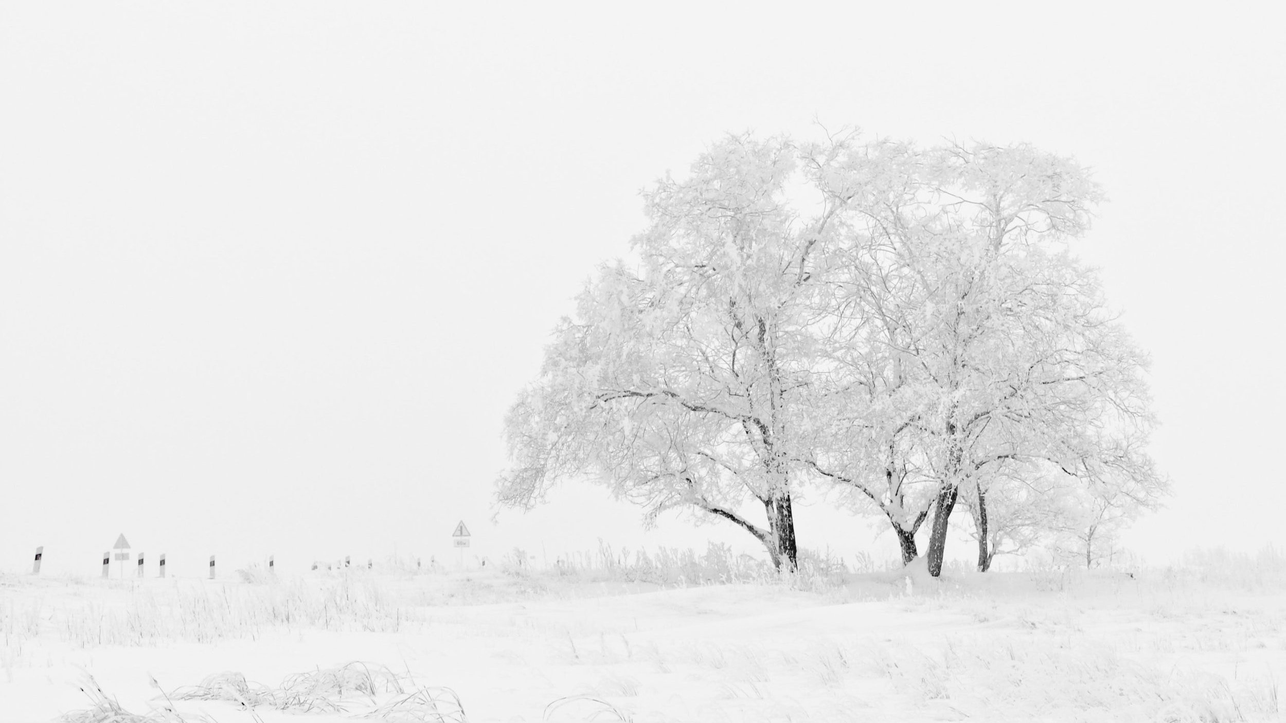 Wintering into the New Year