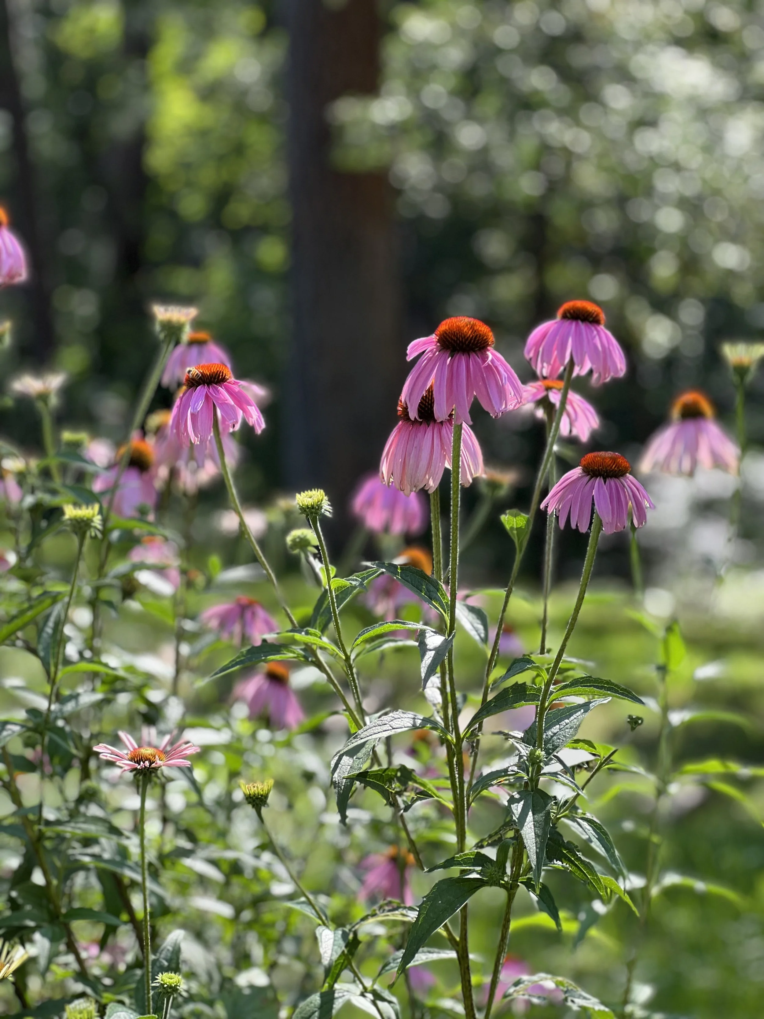 Pinkish-purple Echinacea purpurea flowers in full bloom with green foliage.