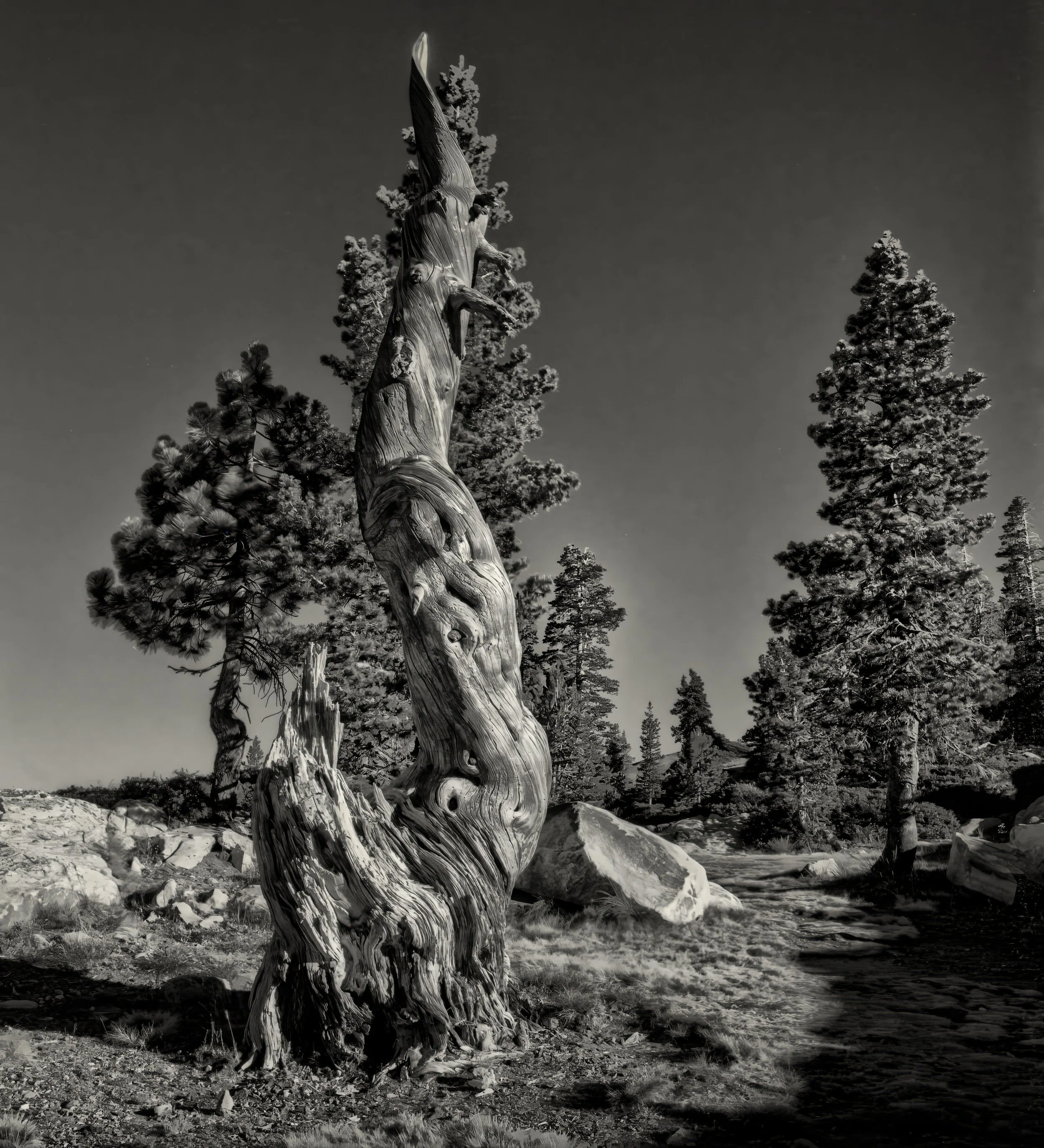 Brisltecone Pine, White Mtns