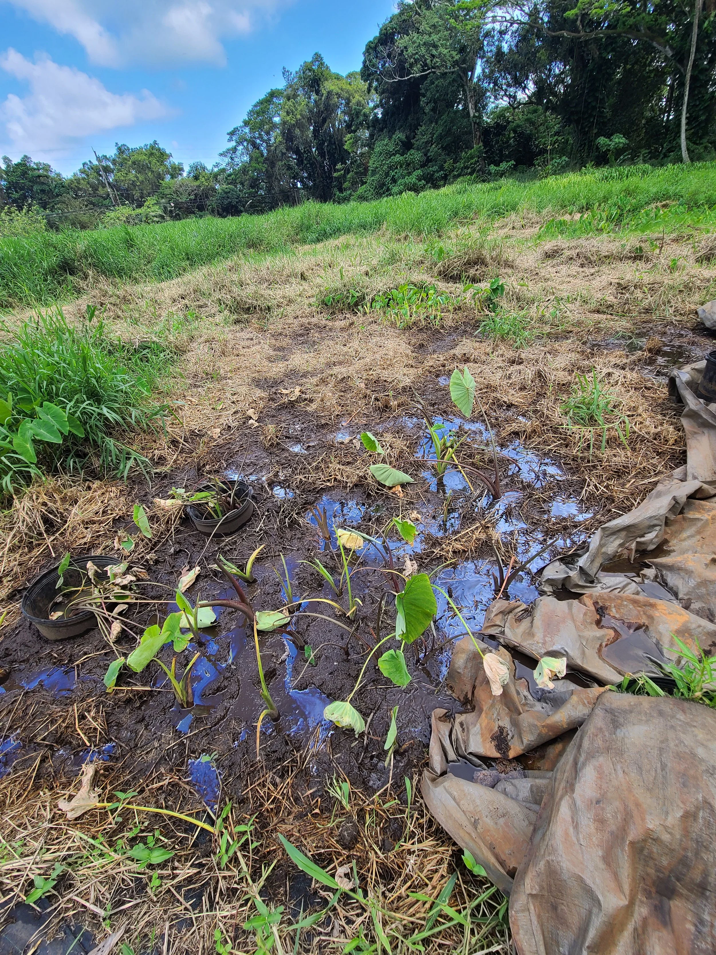 Plant - Kalo 3.jpg
