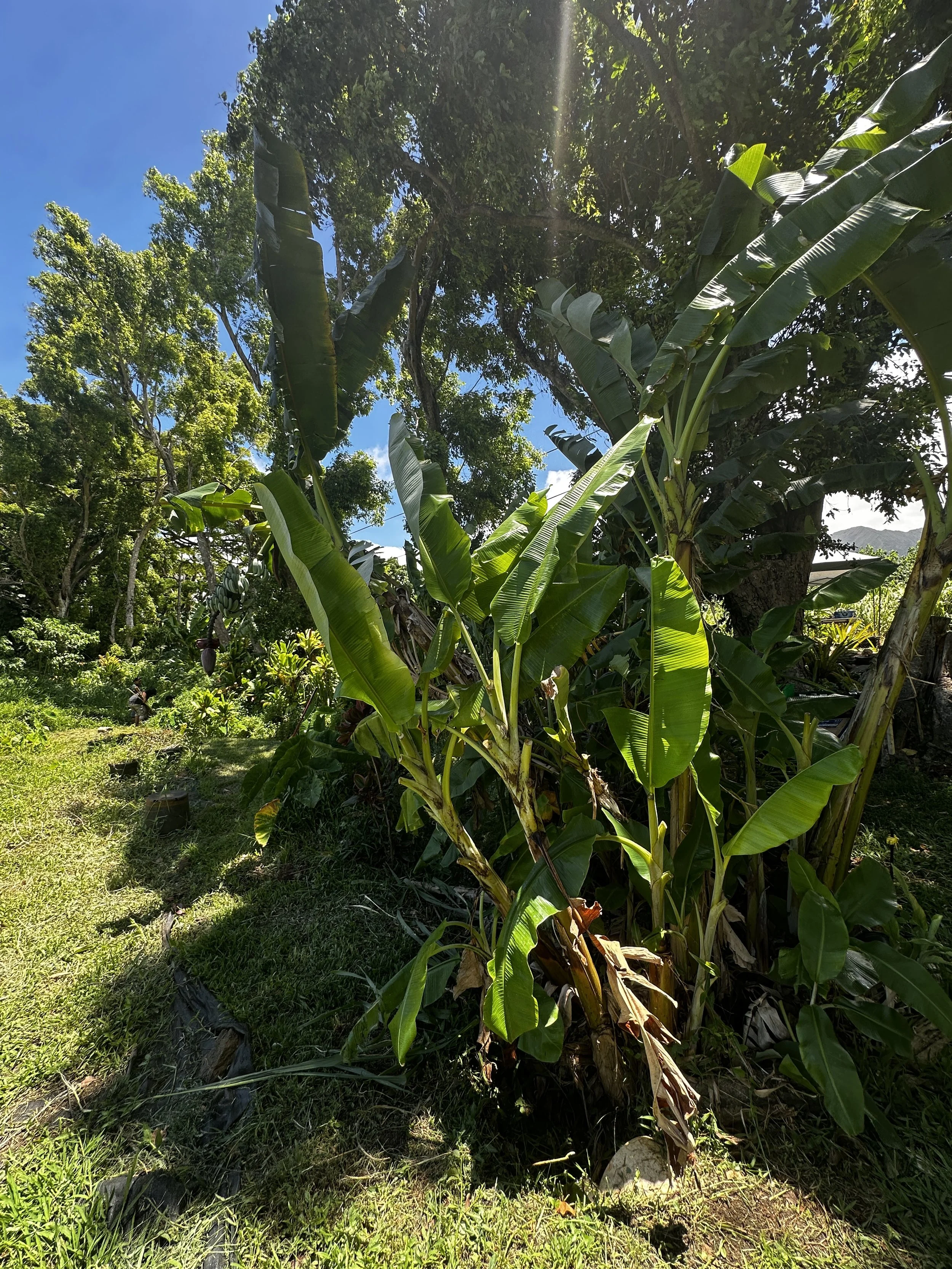Waikane Photo - Plant (Banana).jpg