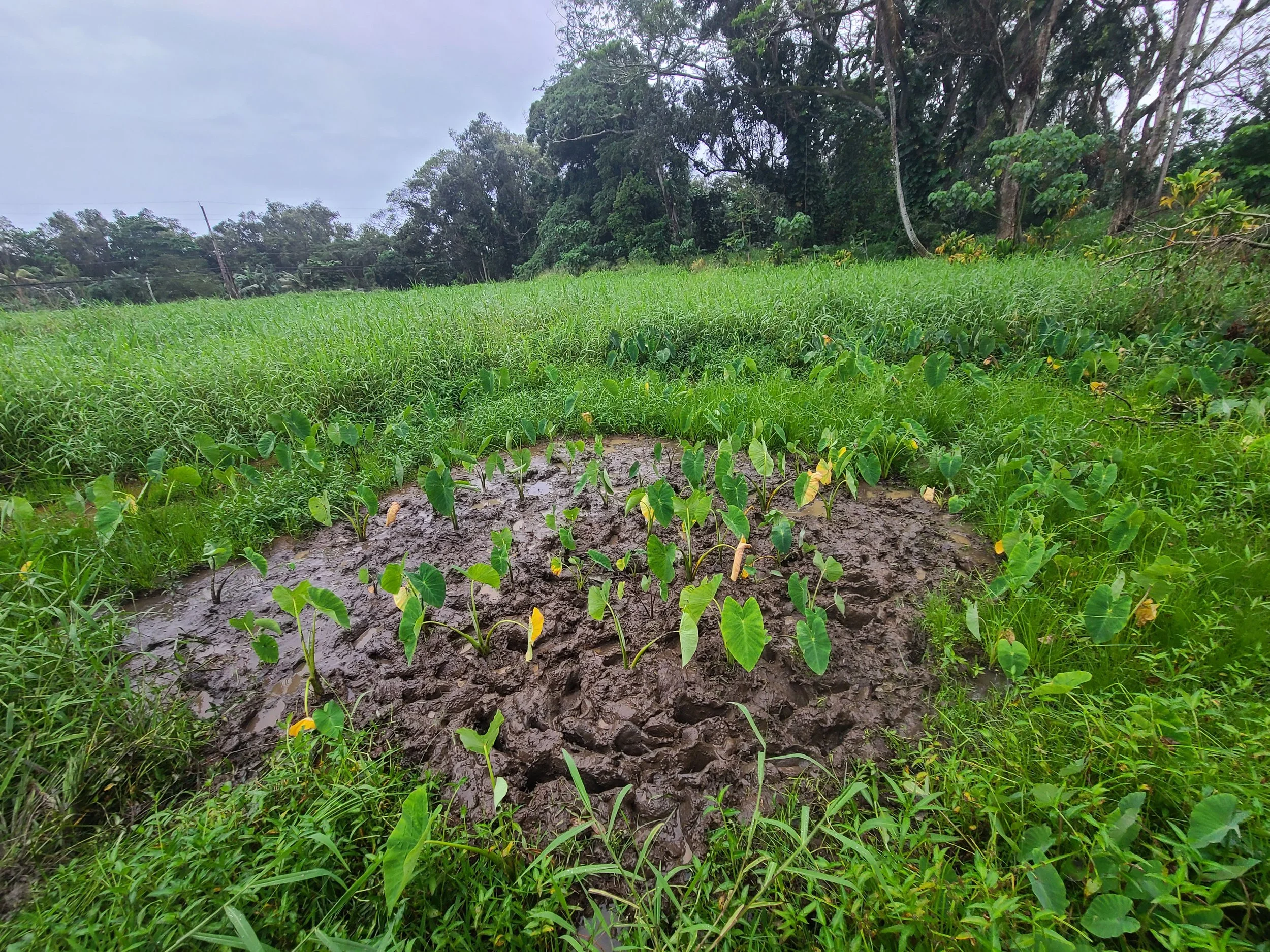 Plant - Kalo (Field 2).jpg