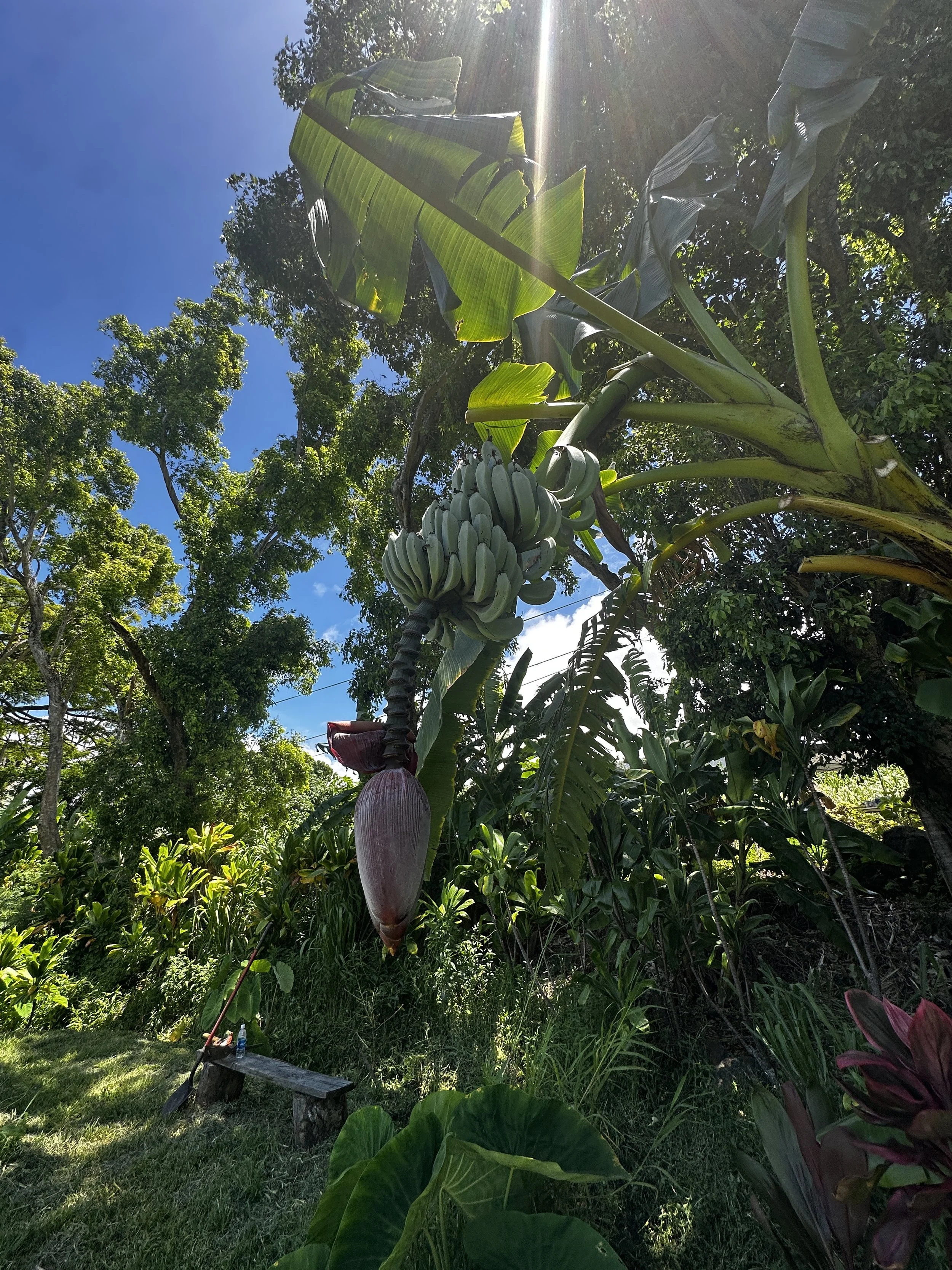 Waikane Photo - Plant (Banana 2).jpg