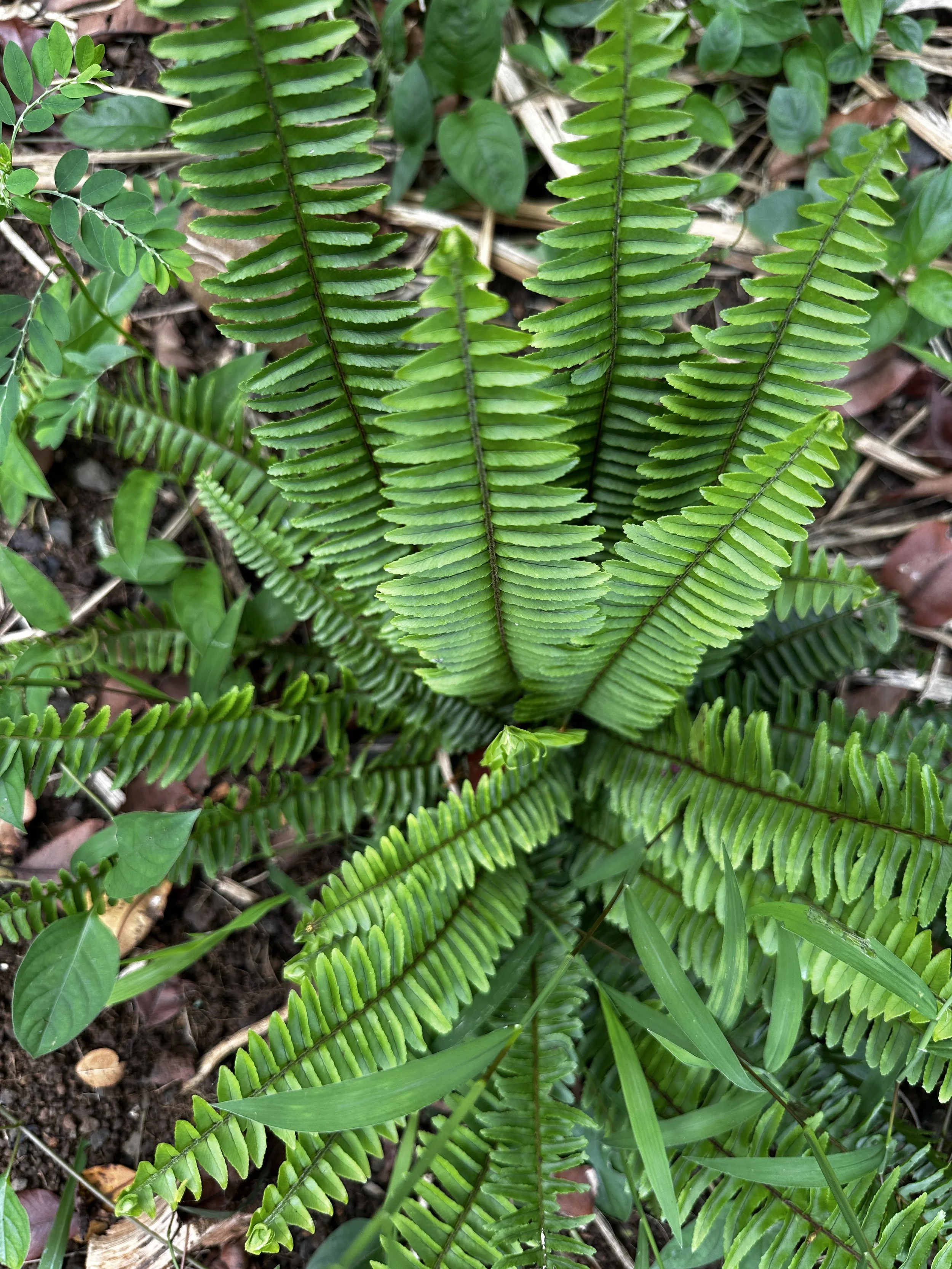 Waikane Photo - Plant (Kupukupu).jpg
