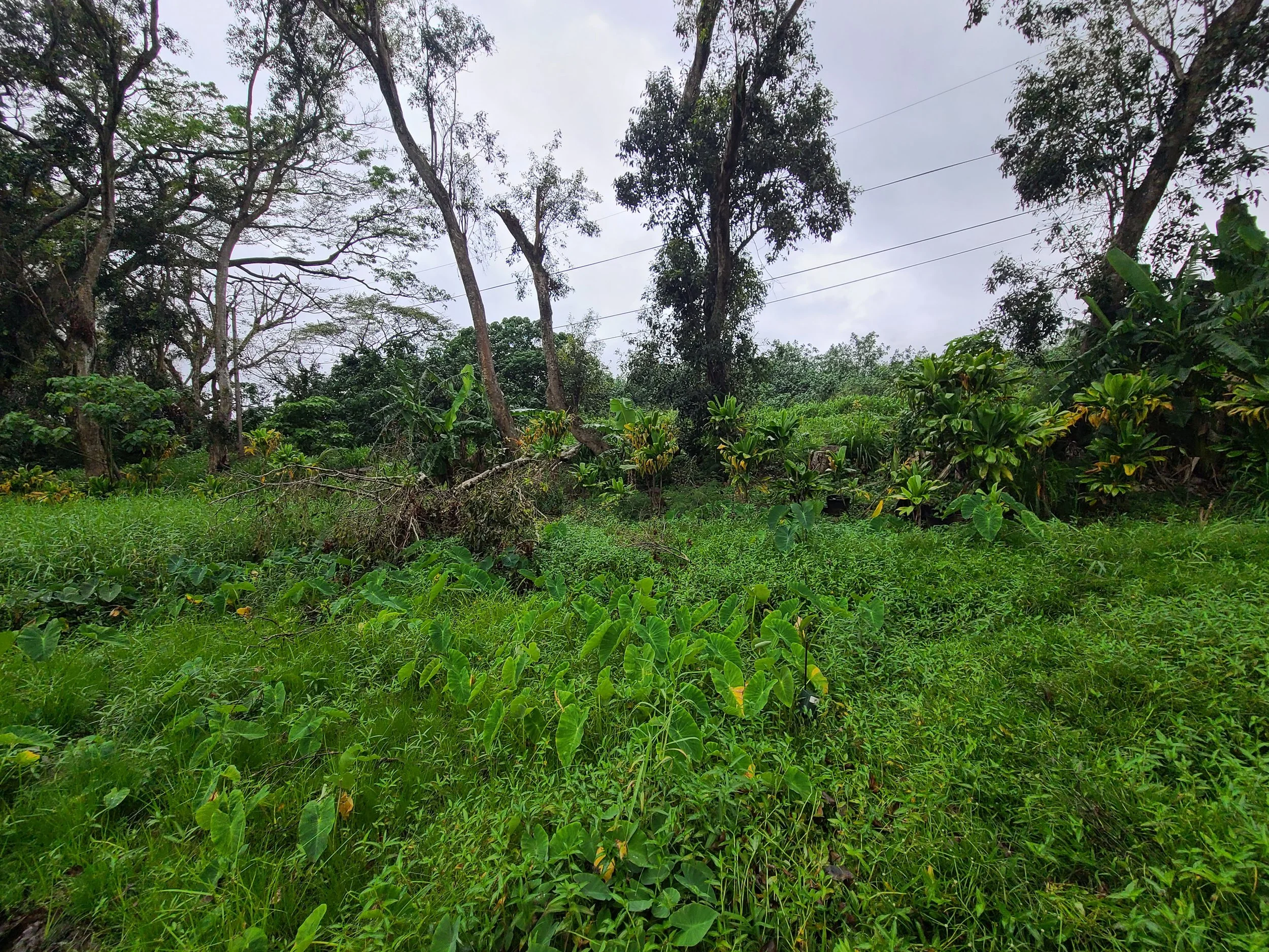 Landscape - Kalo.jpg