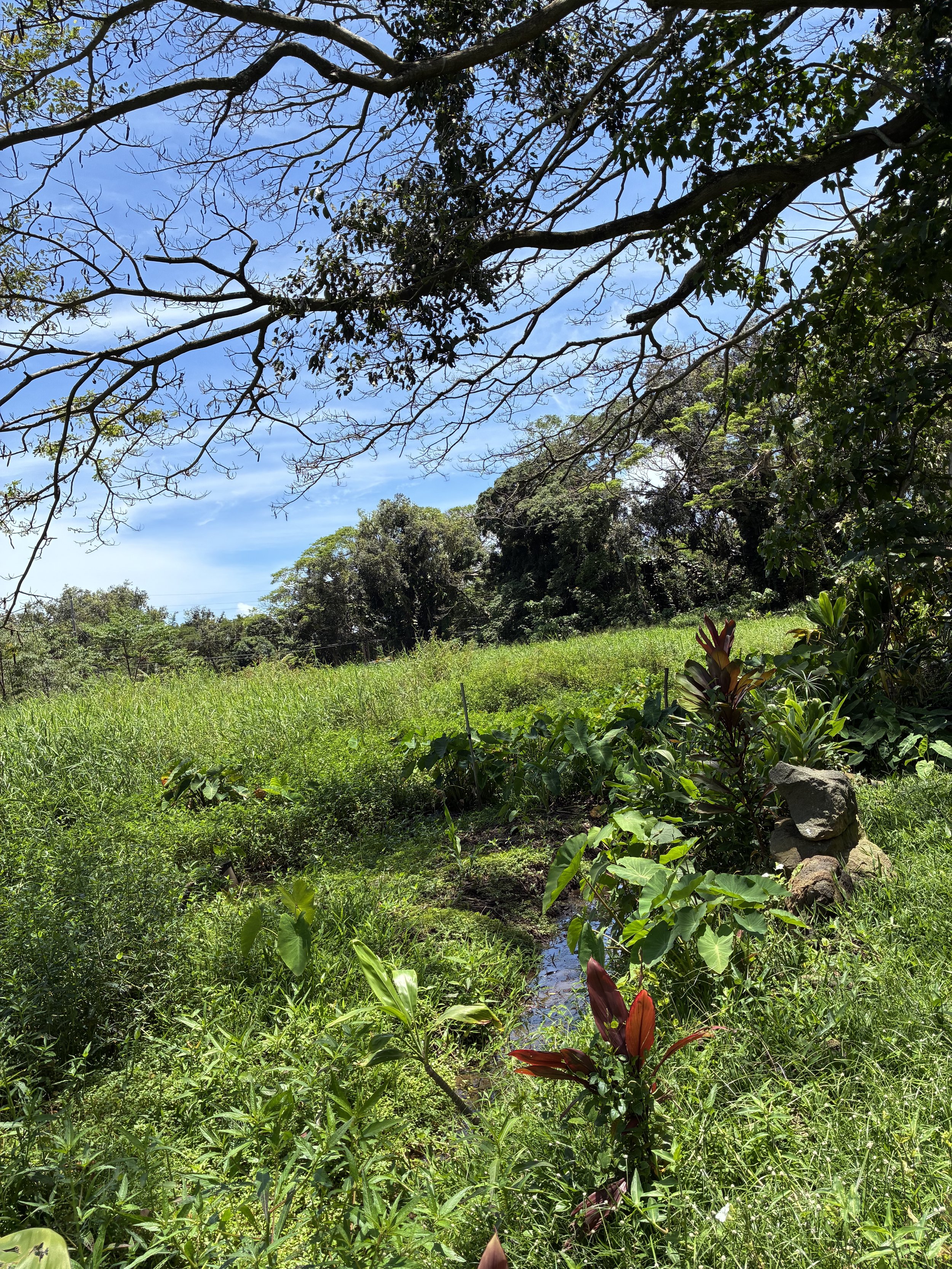 Landscape - Ti_Banana_Kalo 2.jpeg