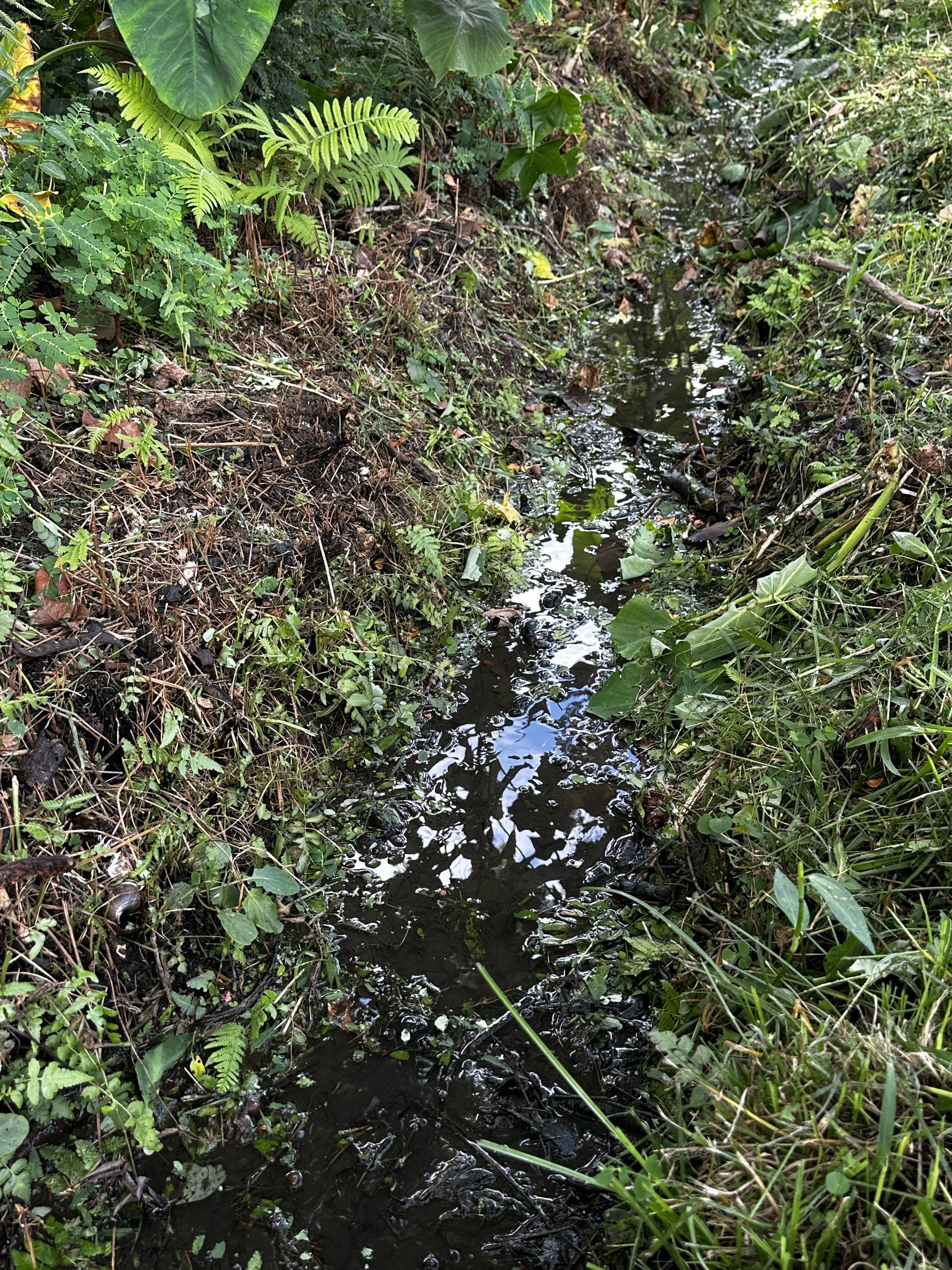 Waikane Photo - Irrigation ('auwai).jpg
