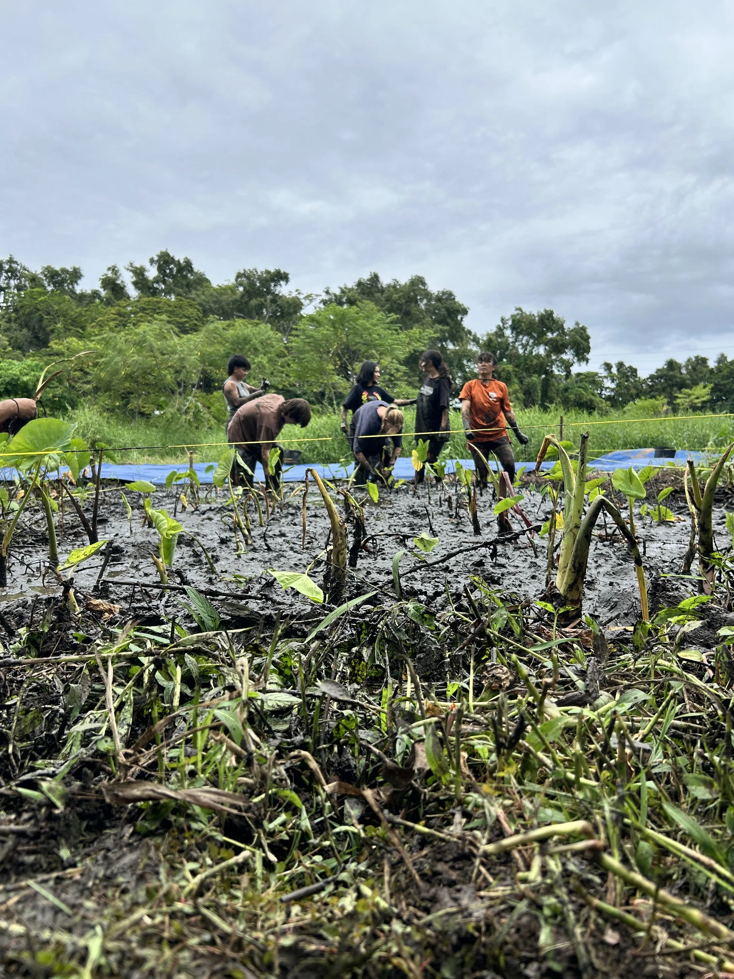 Group - Volunteer planting.JPG