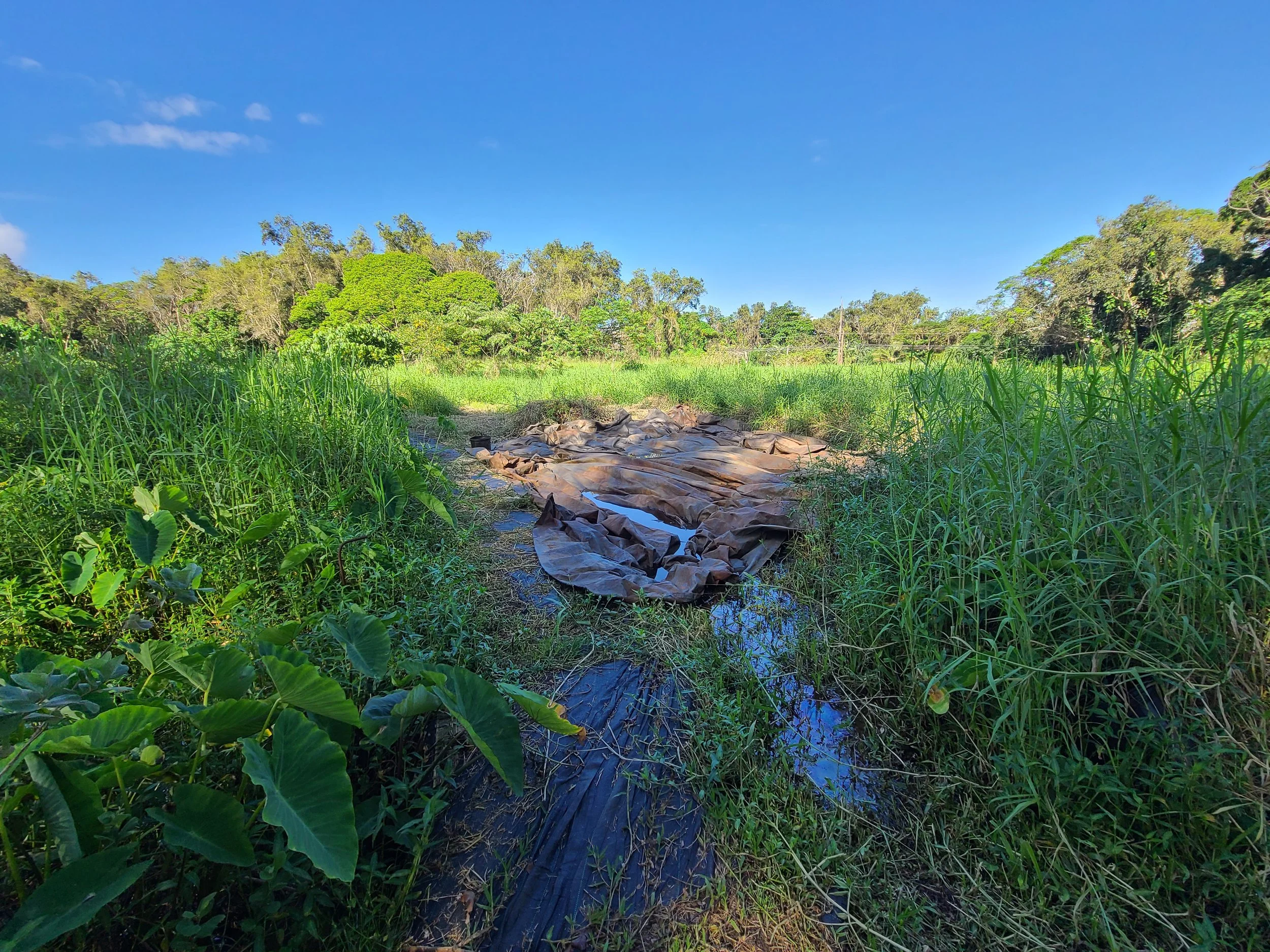 Landscape - Irrigation.jpg