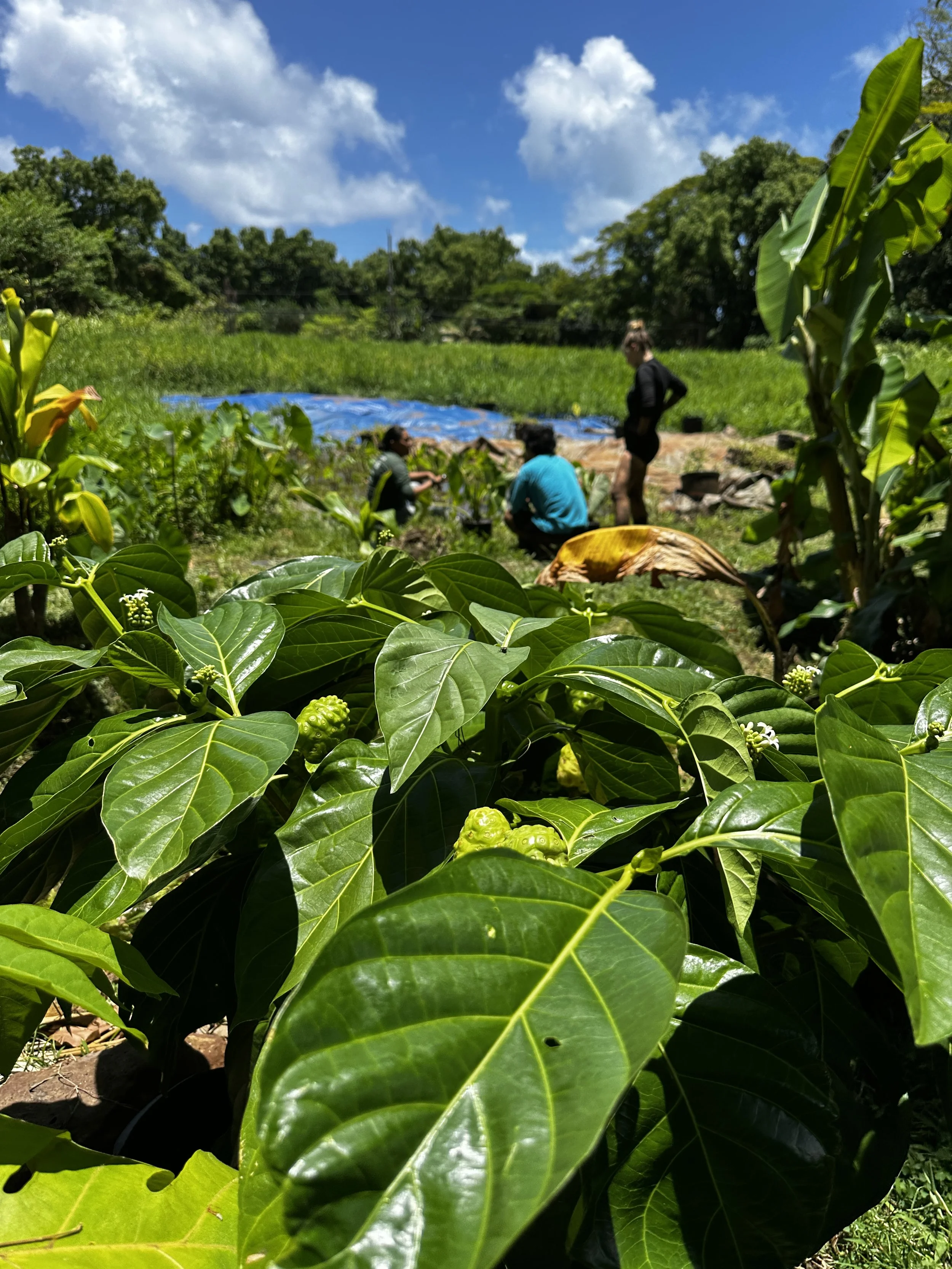 Waikane Photo - Plant (Noni 3).jpg