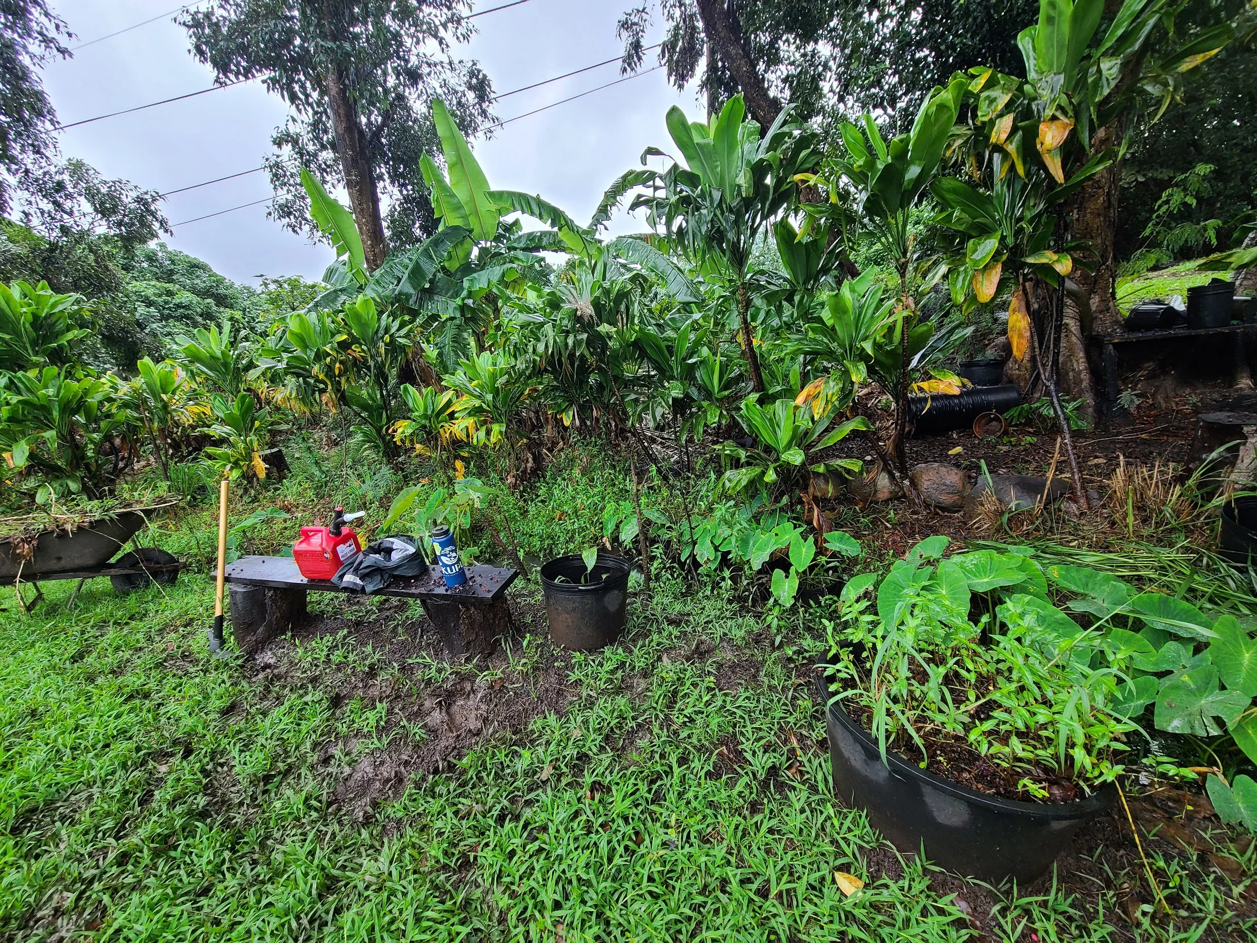 Plant - Ti.jpg
