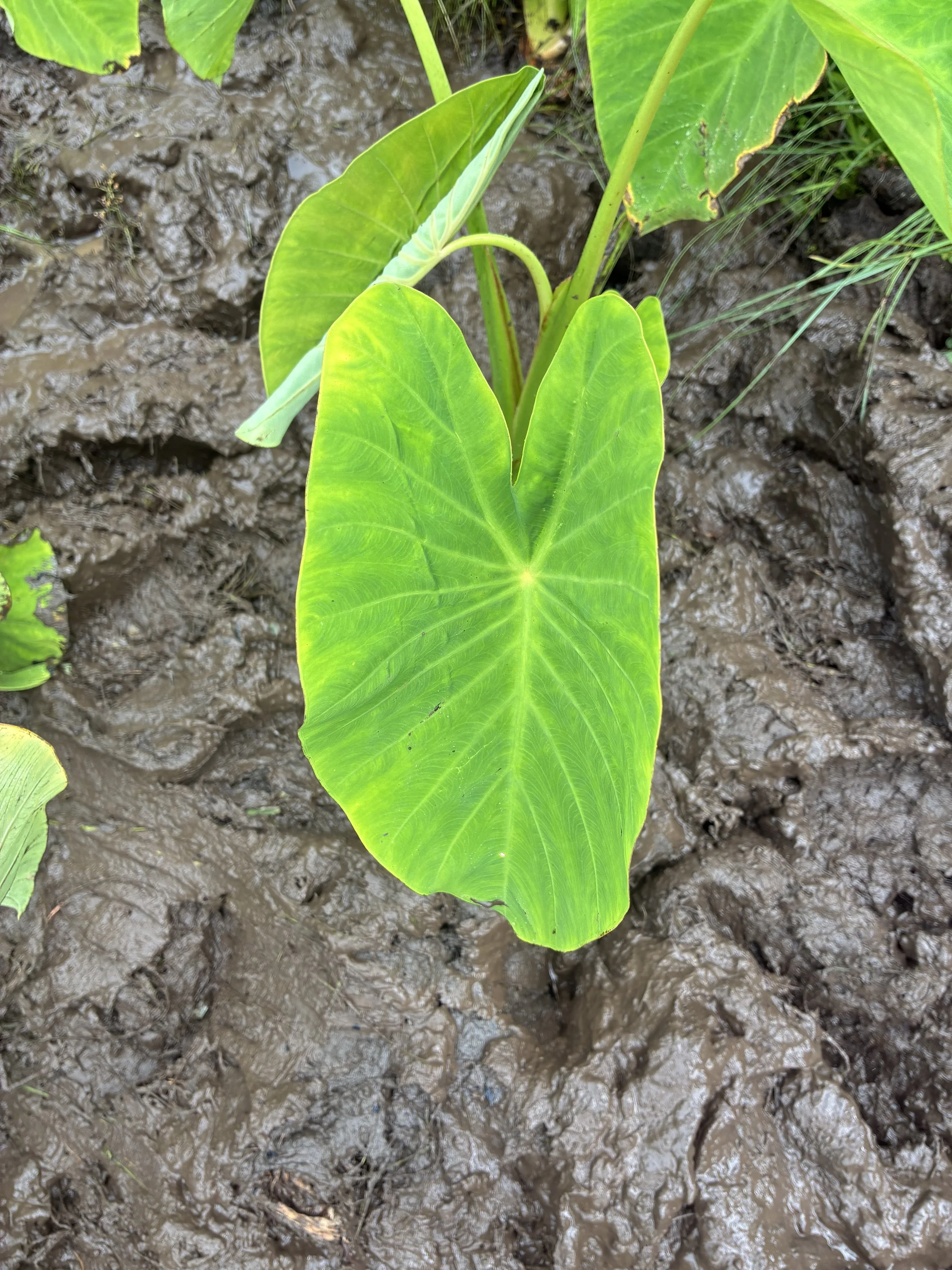 Plant - Kalo 3.jpeg