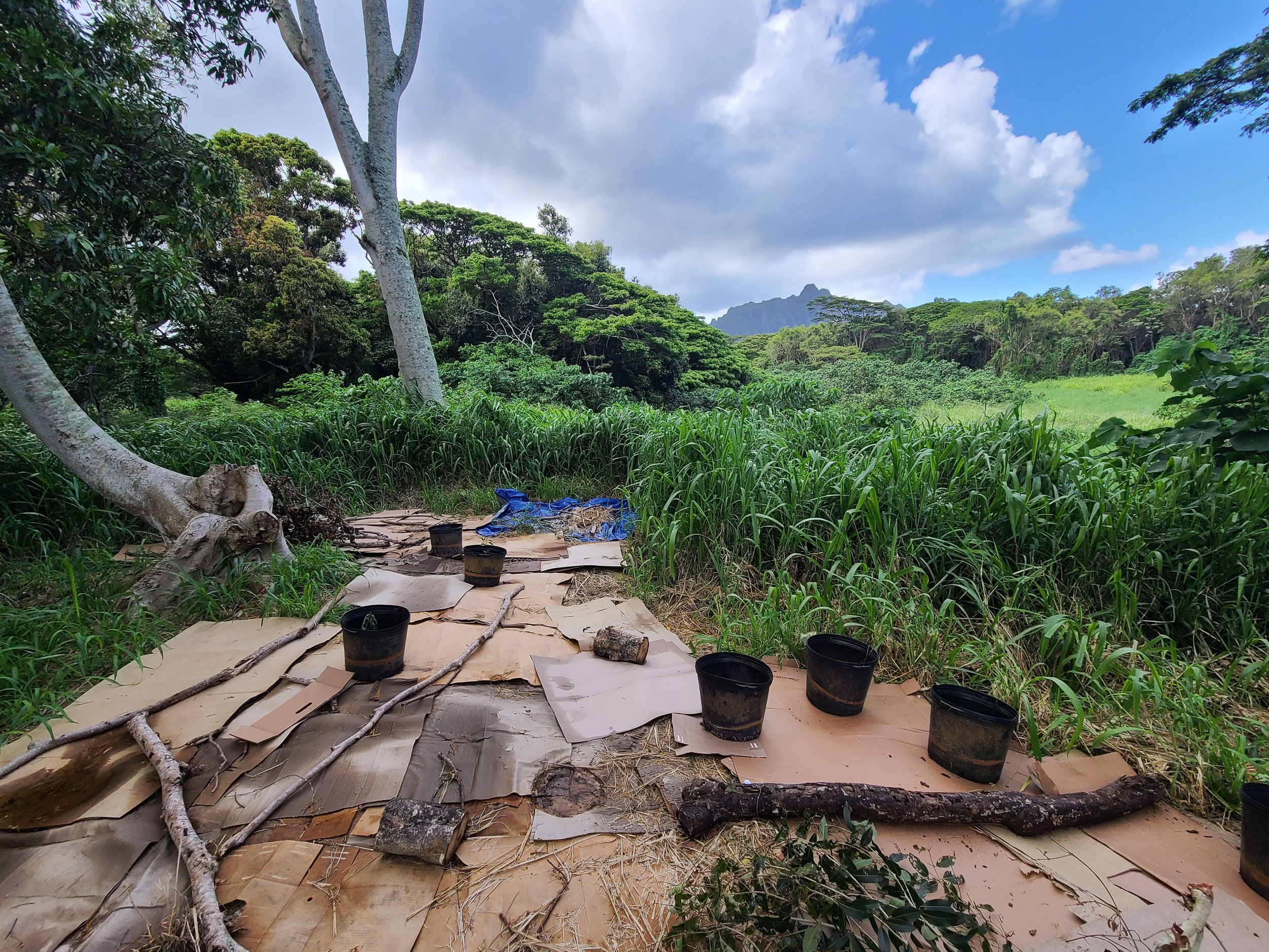 Landscape 9.jpg
