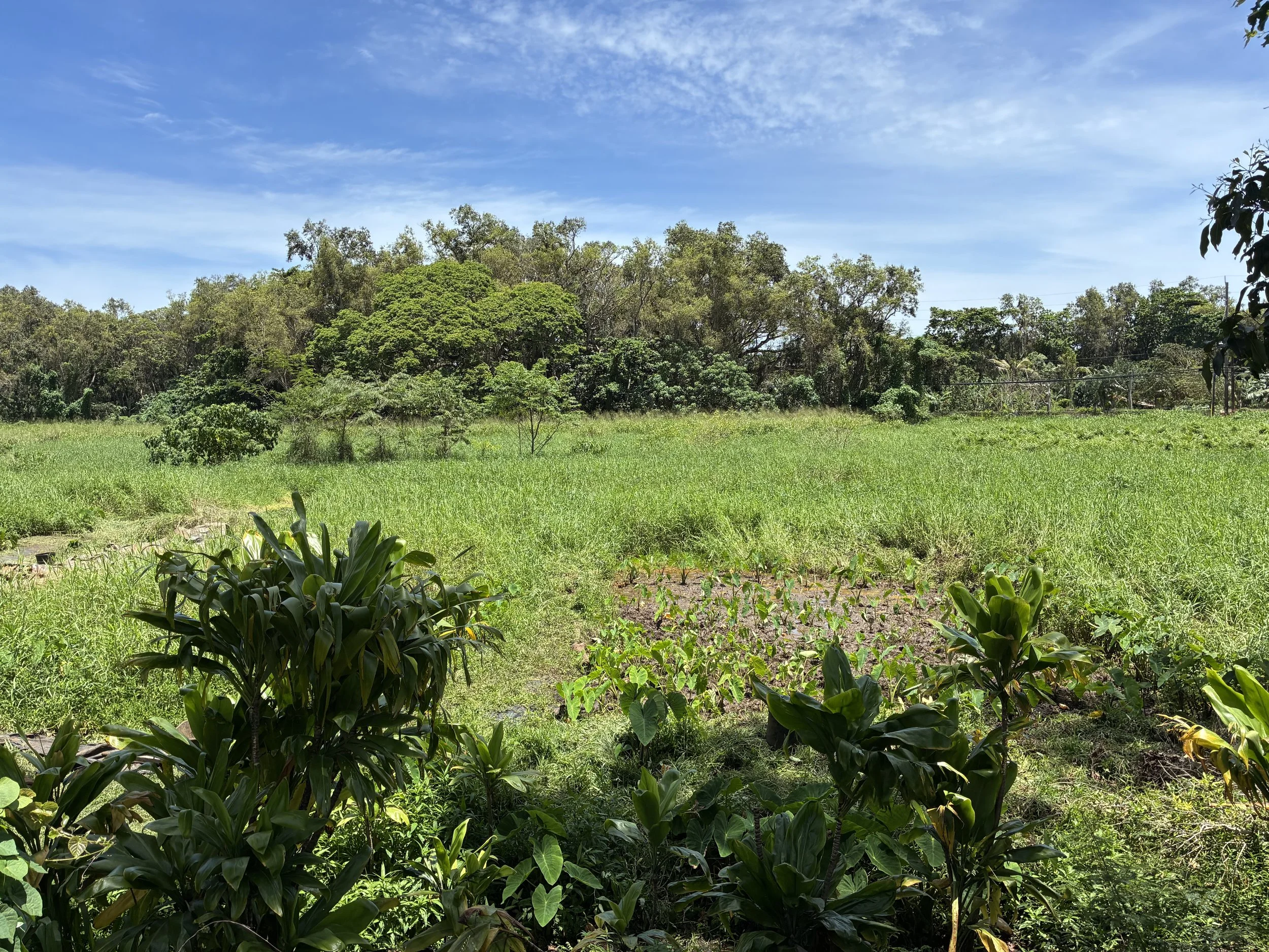 Landscape - Ti_Banana_Kalo.jpeg